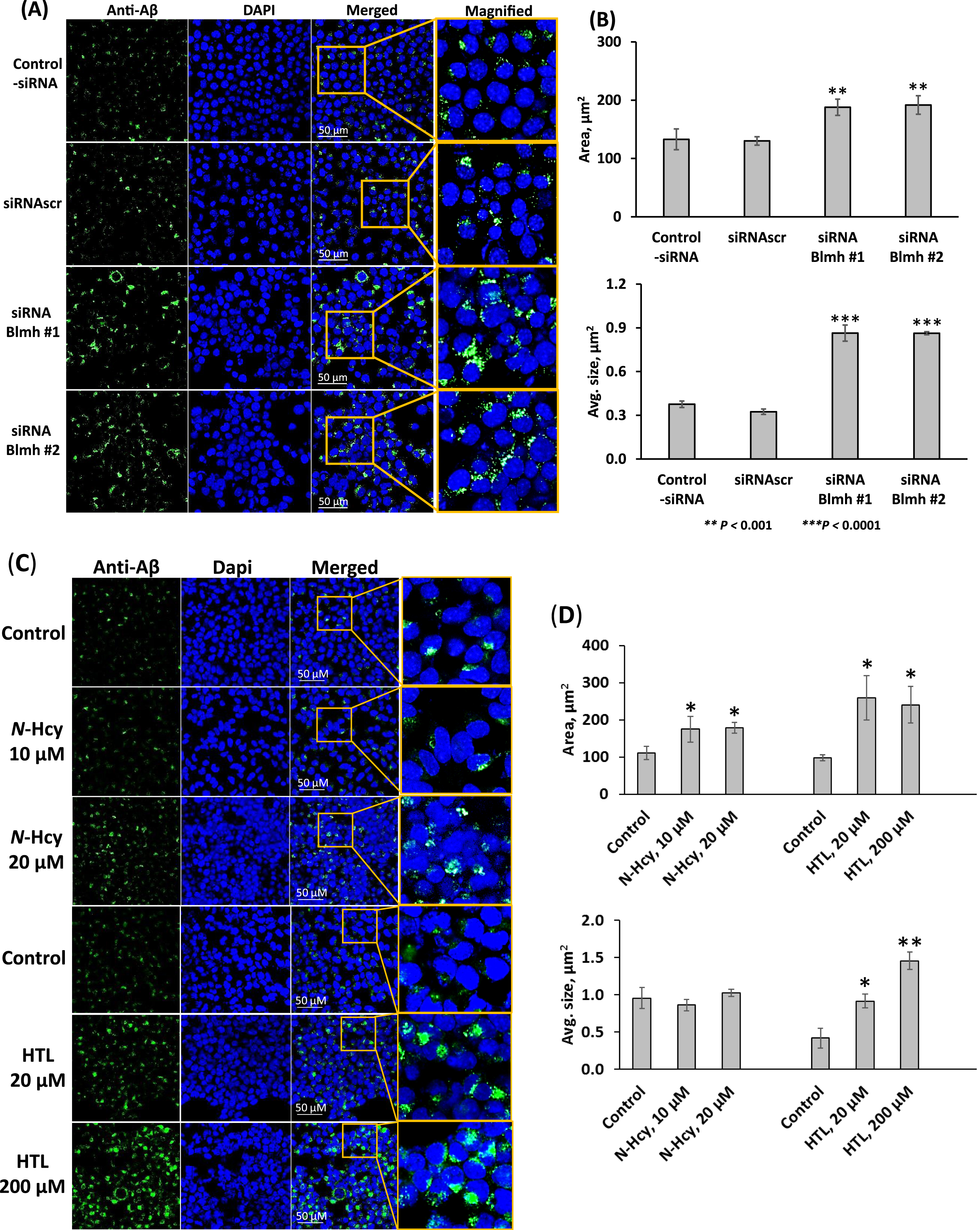 Blmh gene silencing or treatment with Hcy-thiolactone or N-Hcy-protein promotes Aβ accumulation in mouse neuroblastoma cells. Analysis of Aβ in mouse neuroblastoma N2a-APPswe cells was performed by confocal immunofluorescence microscopy using an anti-Aβ antibody. A, B) The cells were transfected with siRNAs targeting the Blmh gene (siRNA Blmh #1 and #2). Transfections without siRNA (Control -siRNA) or with scrambled siRNA (siRNAscr) were used as controls. Confocal microscopy images (A) are representative of at least N = 3 biologically independent experiments. Bar graphs (B) show the quantification of Aβ signals from Blmh-silenced and control cells. C, D) N2a-APPswe cells were treated with the indicated concentrations of N-Hcy-protein (N-Hcy) or Hcy-thiolactone (HTL) for 24 h at 37°C. Untreated cells were used as controls. Confocal microscopy images (C) are representative of at least N = 3 biologically independent experiments. Bar graphs (D) show the quantification of Aβ signals from cells treated with N-Hcy or HTL and untreated cells. Each data point is a mean ± SD of three biologically independent experiments with triplicate measurements in each. Panels (C) and (D) were reproduced with permission from [51]. p-values were calculated by one-way ANOVA with Tukey’s multiple comparisons test. *p<0.05, **p<0.001, ***p<0.0001.