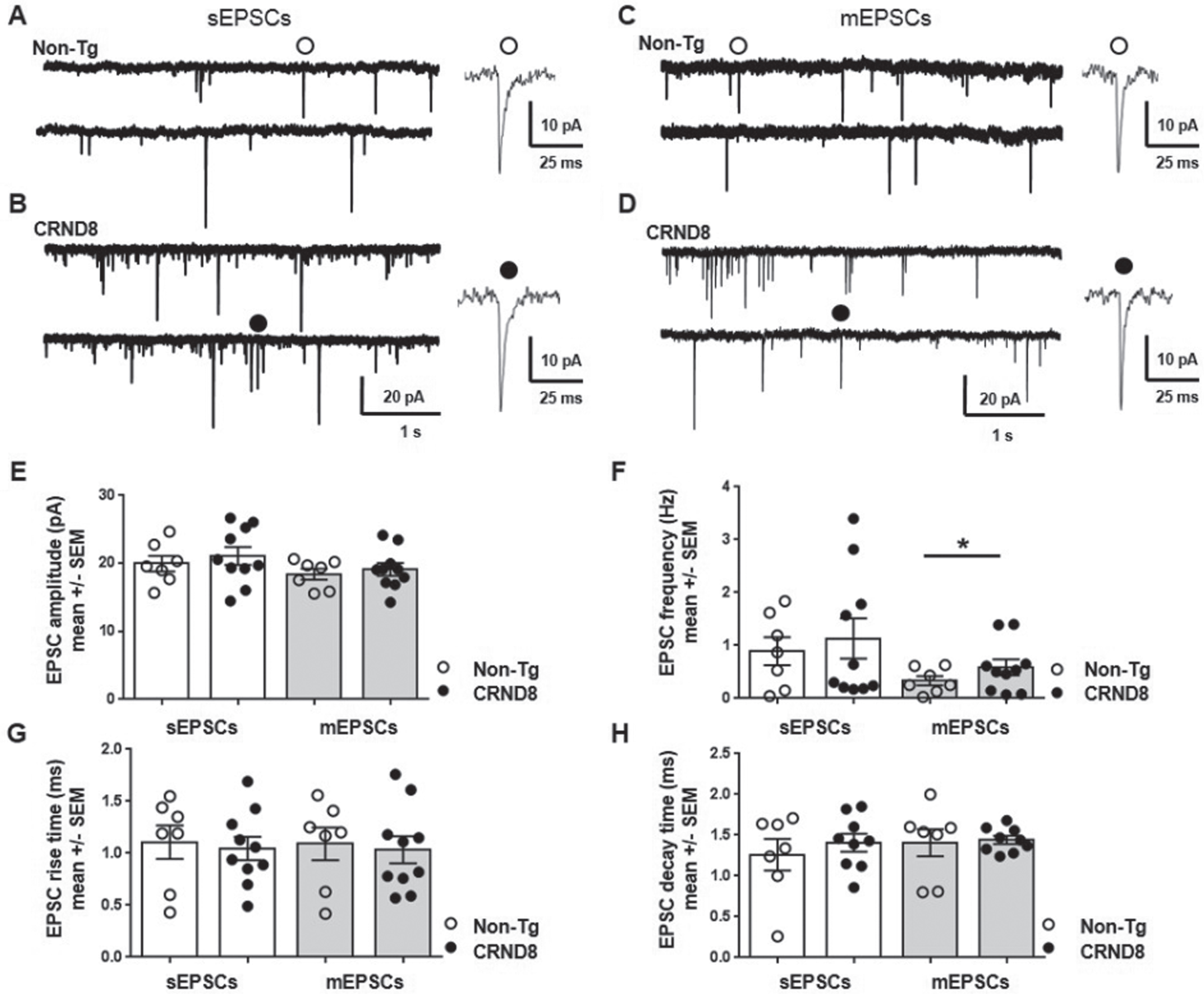 Pre-synaptic enhancement of AMPA receptor-mediated synaptic currents in lamina II DH neurons from CRND8 mice. AMPA receptor-mediated sEPSCs were recorded under whole cell voltage clamp from non-Tg (A) and CRND8 (B) lamina II dorsal horn (DH) spinal neurons: the amplitude (E), frequency (F), rise time (G), and decay time (H) of sEPSCs were not significantly different in non-Tg (n = 7) and CRND8 (n = 10) neurons. AMPA receptor-mediated mEPSCs were recorded from the same non-Tg (C) and CRND8 (D) neurons in the presence of TTX (0.1μM). In these conditions, mEPSC frequency (F) in CRND8 neurons was significantly enhanced with respect to non-Tg (*p = 0.08, t = 1,437 df = 13.76), whereas the amplitude (E), rise time (G), and decay time (H) of mEPSCs were not significantly different in CRND8 and non-Tg neurons. E-H) Data are represented as mean ± SEM in bar graphs showing individual values. *p < 0.05, one-tailed t test with Welch’s correction, CRND8 versus non-Tg.