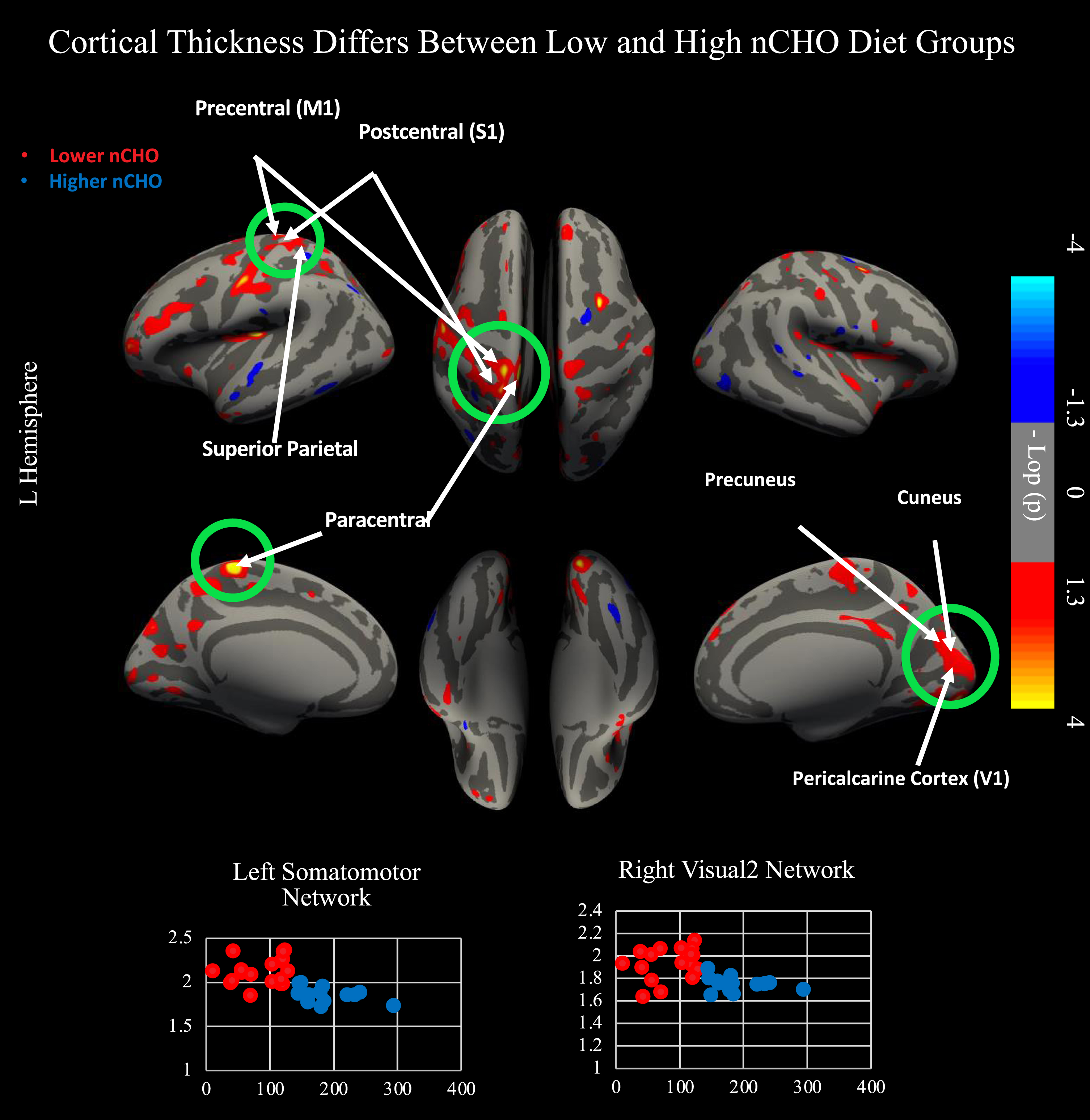 Results from two independent sample, two-tailed t-test comparing lower - higher net carbohydrate (nCHO) diet groups. Top of figure shows results from cortical surface analysis. Green circles indicate regions that survived correction for multiple comparisons using CWP <0.05. White arrows point to highlighted anatomical regions. Warmer colors represent voxels with significantly thicker cortex in the lower than higher nCHO diet group. Bottom of figure contains scatterplots displaying results extracted from the peak voxel in the network indicated. Lower nCHO individuals are plotted in red. Higher nCHO individuals are plotted in blue. Regions plotted include the left primary motor cortex (4) within the somatomotor network and V2 within the right secondary visual network. Regions significant after CWP correction include primary sensory cortex (1, 2, 3a, 3b), primary motor cortex, area 5 m, primary visual cortex (V1), second, third, and sixth visual areas (V2, V3, V6), and the dorsal transitional visual area (DVT). Network and regional definitions were taken from the Human Connectome Project Multi-Modal Parcellation (HCP-MMP) Atlas.
