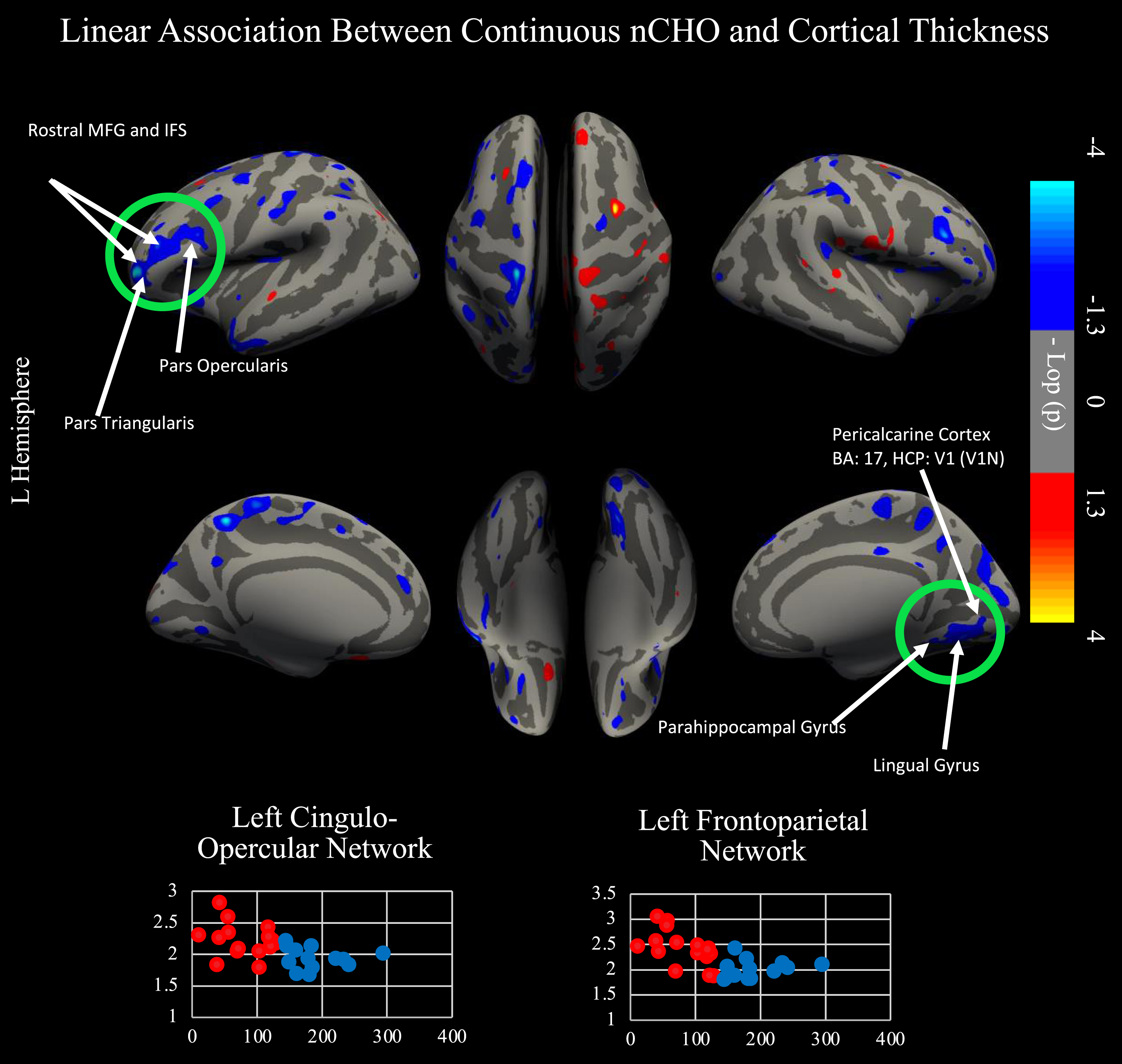 Linear relationship between nCHO and cortical thickness. Top of figure shows results from cortical surface analysis. Linear model includes age as a covariate. Green circles indicate regions that survived correction for multiple comparisons using CWP. White arrows point to highlighted anatomical regions. Cooler colors represent voxels with significantly thinner cortex in individuals eating a higher nCHO diet. Regions significant after CWP correction include anterior and posterior 9-46v (a9-46v and p9-46v), anterior 47r (a47r), posterior 47r (p47r), IFSa, IFSp, IFJa, 46, and rostral area 6 (6r) in the left hemisphere and the second (V2) and third visual areas (V3), ventromedial visual area 1 (VMV1) and 2 (VMV2), primary visual cortex (V1), and the parahippocampal gyrus (PHA1) in the right hemisphere. Bottom of figure displays voxels significant in our primary and secondary analyses: two-tailed t-test comparing lower –higher net carbohydrate (nCHO) diet groups (Fig. 1) and linear regression model of the association between nCHO and cortical thickness independent of age (top of figure).
