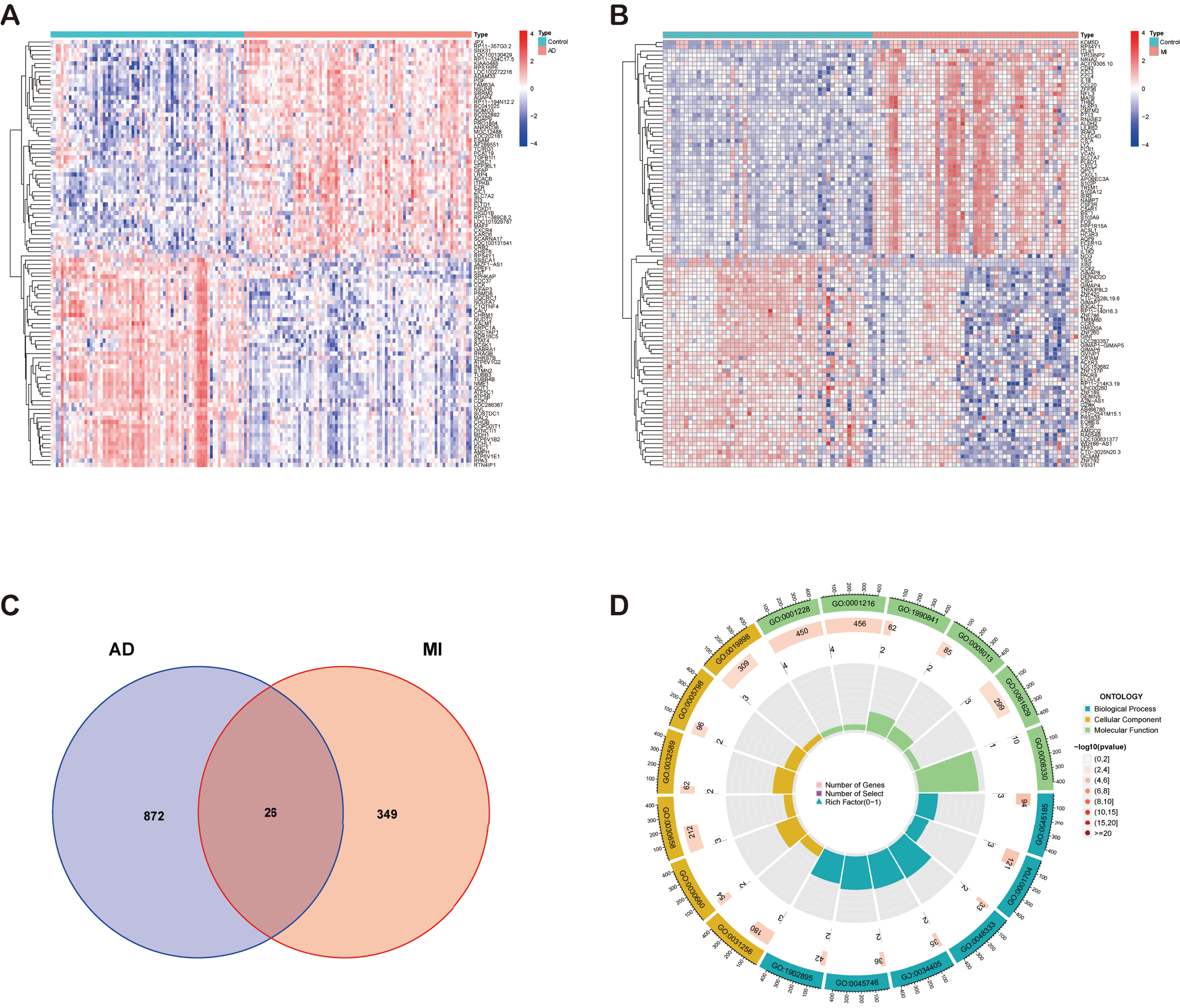 A) Heatmap of DEGs in AD. B) Heatmap of DEGs in MI. C) Venn diagram shows that 26 genes are identified from the intersection of DEGs in MI and AD. D) Circle plot of GO enrichment analysis of common DEGs.