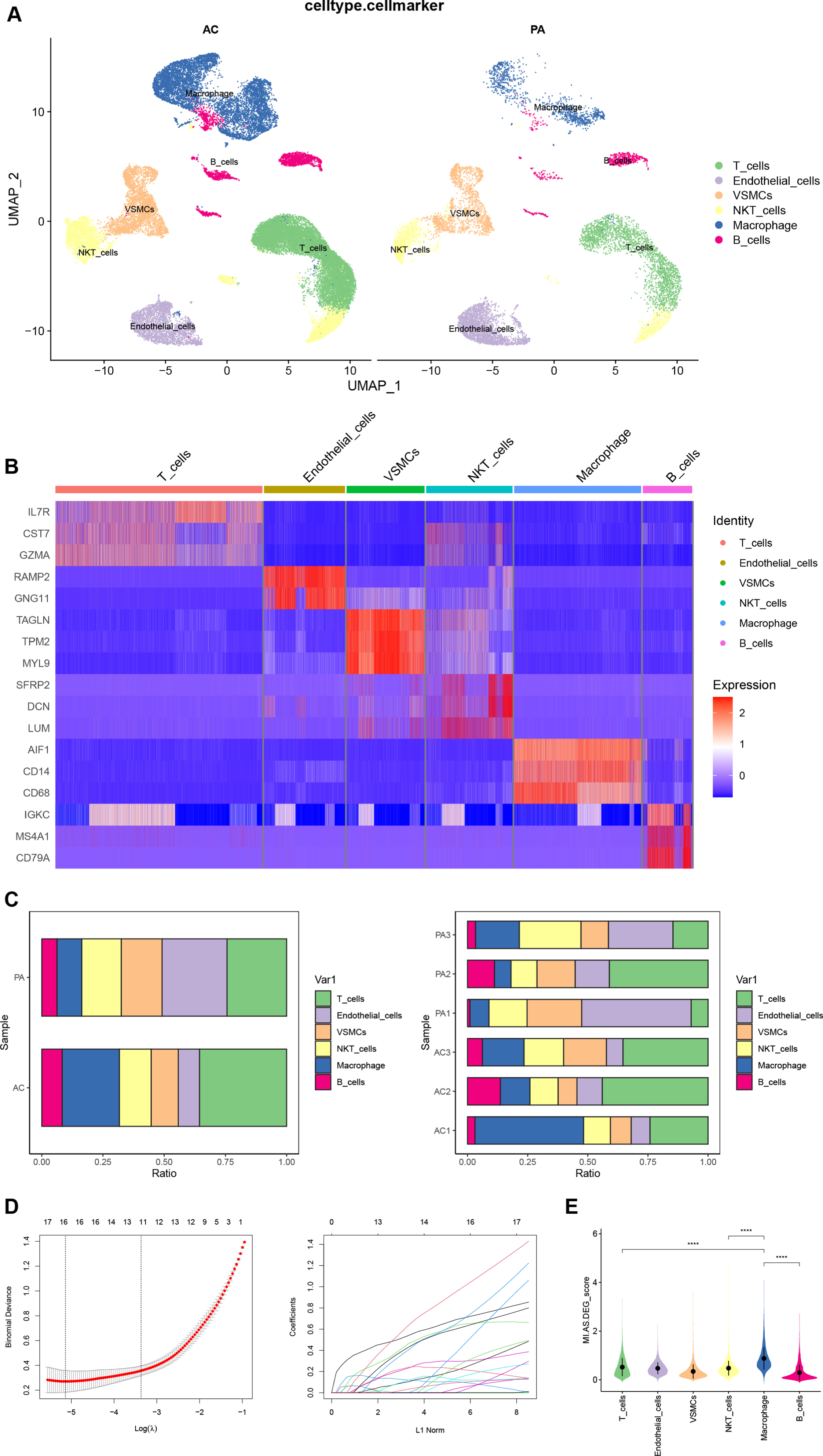 A) Manual annotation of cell clusters in CA with reference to previous studies. B) The heatmap shows good specificity of the cellular marker genes. C) The bars depict the percentage of each cell type in each group and patient. D) Biomarkers screening in the LASSO model. The number of genes (n = 16) corresponding to the lowest point of the curve was the most suitable for MI diagnosis. E) The violin plot demonstrates the expression of DEGs between CA and MI in each cell cluster. CA, carotid atherosclerosis; MI, myocardial infarction.