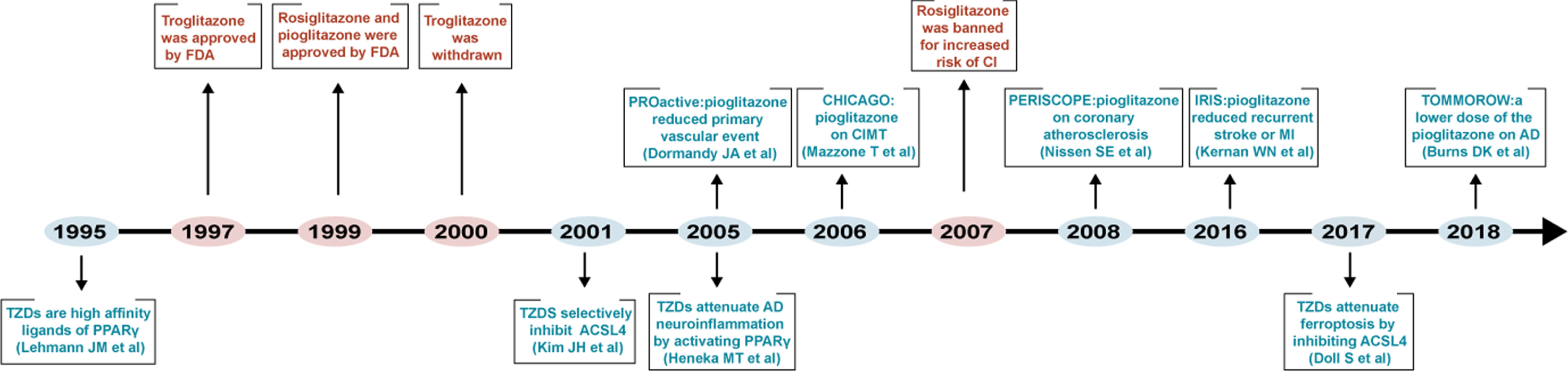 Timeline diagram depicting mechanism-based studies, clinical application, and clinical trials of TZDs.