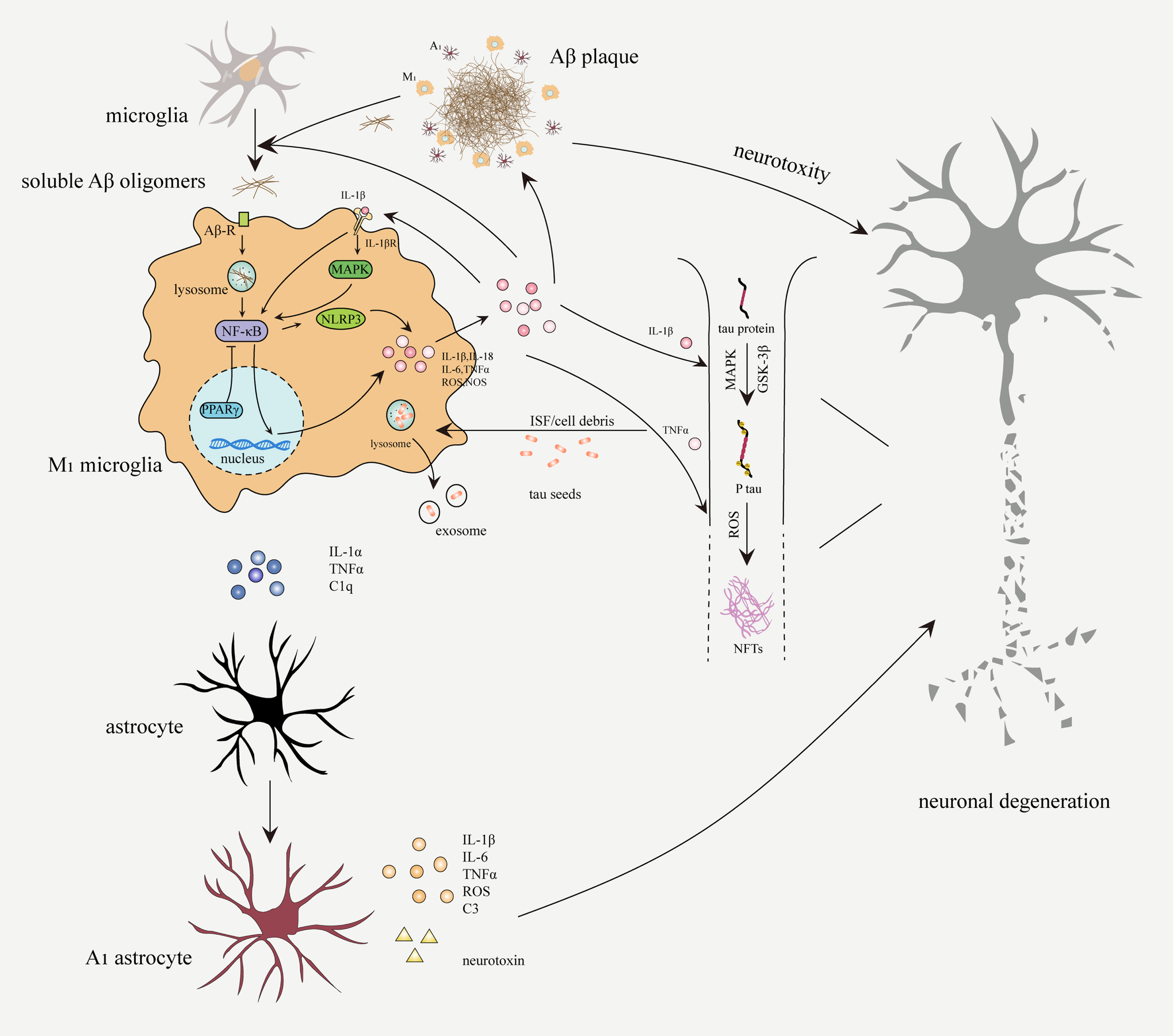 Neuroinflammation in the pathogenesis of AD. Soluble Aβ oligomers bind to Aβ receptors (Aβ-R) on microglia, which will be subsequently internalized and degraded. Activated microglia secrete proinflammatory factors through NF-κB signaling pathway to amplify microglial activation and phagocytosis. Aβ aggregation due to overproduction or impaired phagocytosis, continuously activates microglia and astrocytes. M1 microglia and A1 astrocytes secrete proinflammatory cytokines (IL-1β, IL-6, IL-18, and TNFα), ROS, complement C3, and neurotoxin, which can accelerate neuronal damage, expand inflammatory response, and promote Aβ deposition and NFTs formation. Activated microglia participate in the spread of pathological tau through the exosome pathway.