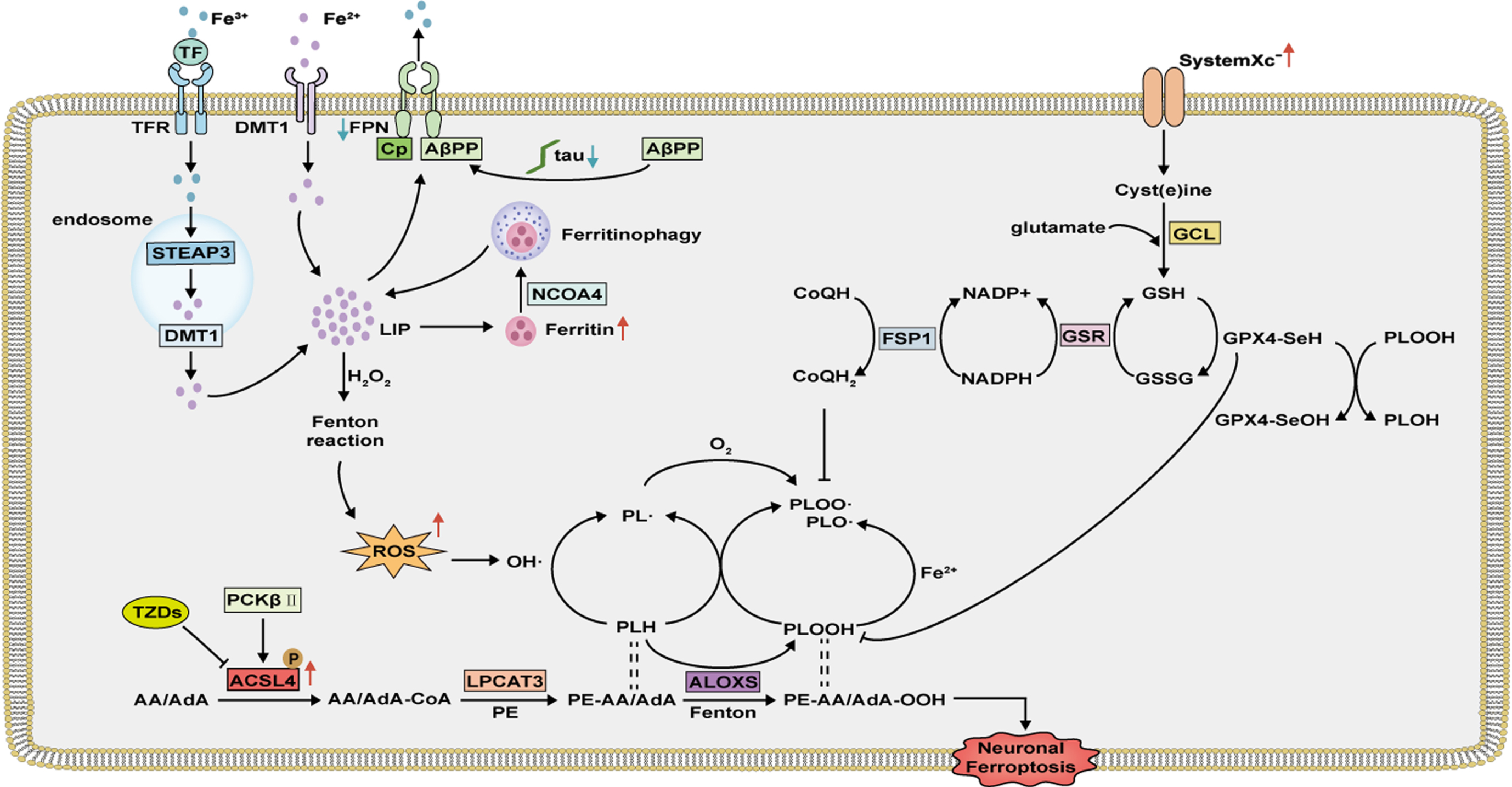 Neuronal ferroptosis mechanism in AD. Overexpressed ACSL4 is activated and catalyzes AA/AdA to AA/AdA-CoA, which is then esterified to PE by LPCAT3. Decreased iron export and increased expression of ferritin promote neuronal iron accumulation. Fe2 + in LIP, via the Fenton reactions or ALOXs, catalyzes the production of phospholipid hydroperoxides (PLOOH) and phospholipid radicals (PL•, PLO•, and PLOO•), leading to neuronal ferroptosis. Neuronal ferroptosis can be prevented by cyst(e)ine–GSH–GPX4 axis and NADH-FSP1-CoQ10 axis.