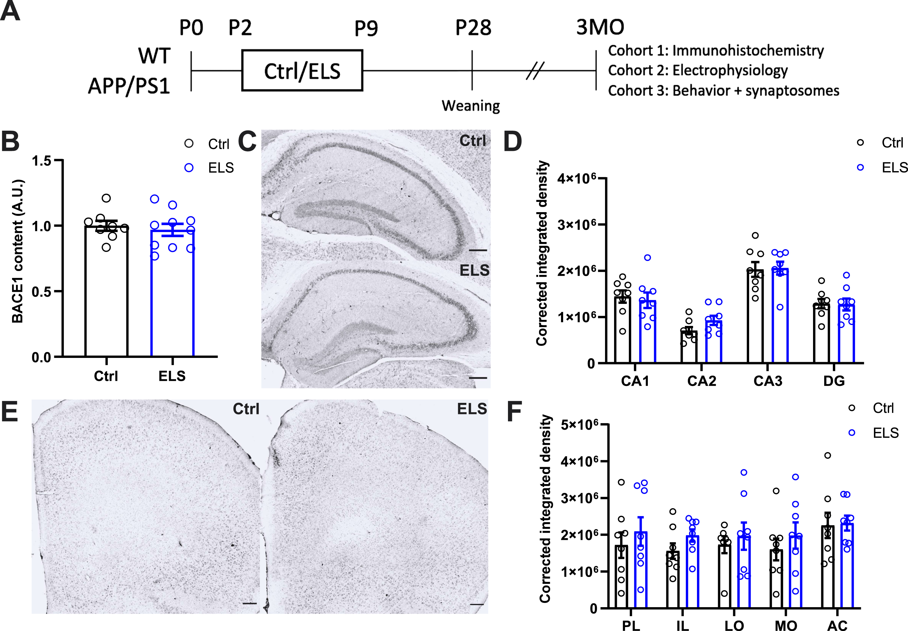 Early life stress does not affect amyloid pathology in the hippocampus and prefrontal cortex of 3-month-old APP/PS1 mice. A) Schematic timeline of the study. WT and APP/PS1 littermates were subjected to the ELS paradigm from postnatal day (p) 2-9. At P28, mice were weaned and earclipped for genotyping. Mice were left undisturbed until they were 3 months of age (3MO), at which cohort 1 was used for immunohistochemical analysis, cohort 2 for electrophysiological analysis, and cohort 3 for behavioral and synaptosomal protein content analysis. B) Hippocampal BACE1 content was not affected in APP/PS1 mice as a result of ELS (Ctrl n = 8, ELS n = 10). C) Representative images of hippocampal Aβ immunohistochemistry using 6E10 antibodies. D) No differences were observed between Ctrl and ELS APP/PS1 mice for corrected integrated density measurements of hippocampal subregions (Ctrl n = 8, ELS n = 8). E) Representative images of prefrontal cortex Aβ immunohistochemistry using 6E10 antibodies. F) No differences were observed between Ctrl and ELS APP/PS1 mice for corrected integrated density measurements of prefrontal cortex subregions (Ctrl n = 8, ELS n = 8). Data is presented as mean±SEM. Scale bar = 200μm.