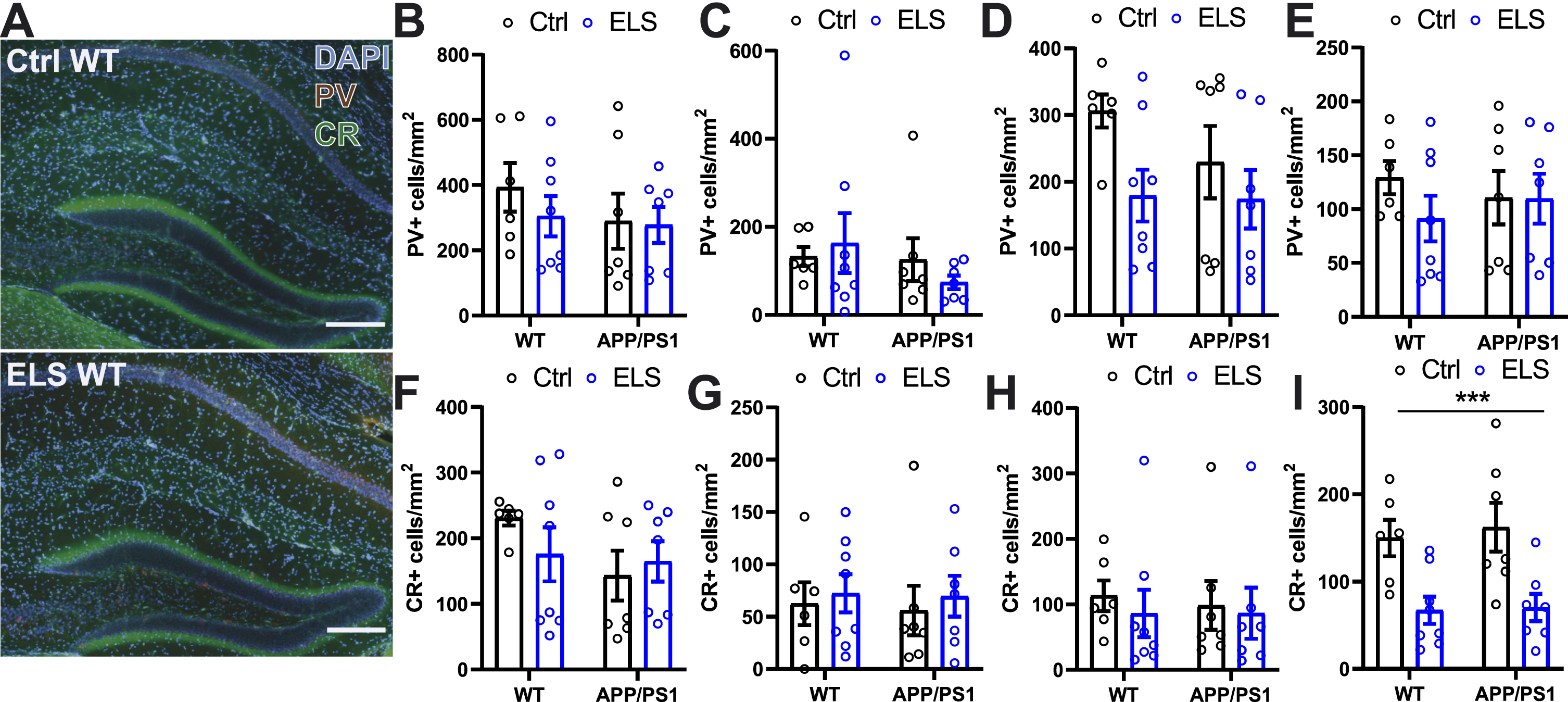 Early life stress decreases the CR+ interneuron population in the dentate gyrus of 3-month-old mice regardless of genotype. A) Representative images of hippocampal immunofluorescent parvalbumin and calretinin labelling. No differences were observed in the number of parvalbumin+ cells in the CA1 (B), CA2 (C), CA3 (D), and DG (E) between WT and APP/PS1 animals that were subjected to the ELS or Ctrl condition. No differences were observed in the number of calretinin+ cells in the CA1 (F), CA2 (G), CA3 (H) between WT and APP/PS1 animals that were subjected to the ELS or Ctrl condition. I) A significantly lower number of calretinin+ cells were observed in the DG as a result of ELS regardless of genotype (Fcondition(1,24) = 18.37, p = 0.0003). Data is presented as mean±SEM. Scale bar = 200μm. Ctrl WT n = 6, ELS WT n = 8, Ctrl APP/PS1 n = 7, ELS APP PS1 n = 7. ***two-way ANOVA main effect of condition p < 0.001.