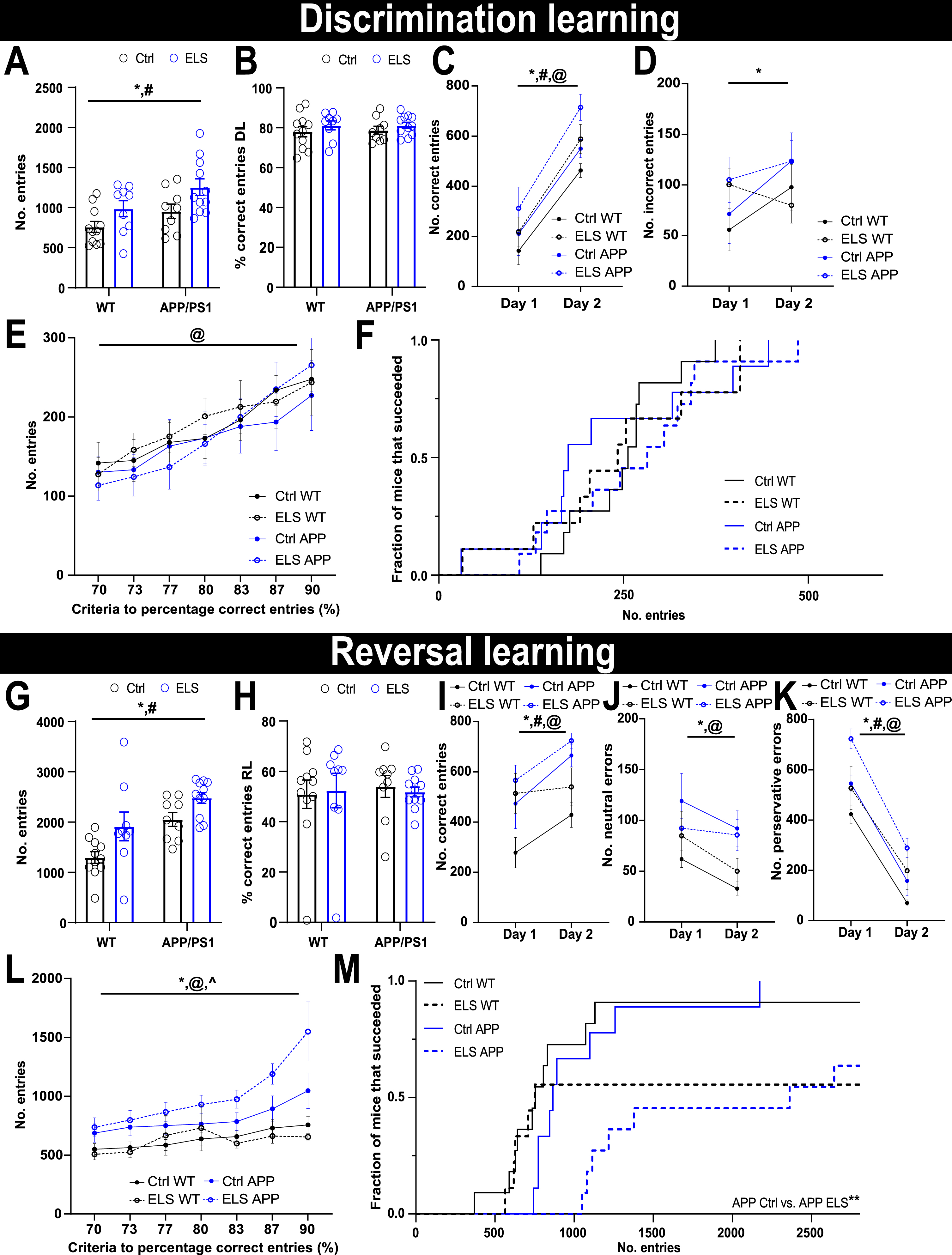 ELS impairs reversal learning in 3-month-old APP/PS1 mice. A) During DiL, APP/PS1 mice performed a higher number of total entries compared to WT mice (Fgenotype(1,36) = 6.45, p = 0.02) and ELS mice performed a higher number of total entries compared to Ctrl mice (Fcondition(1,36) = 8.24, p = 0.007). B) All groups displayed similar levels of percentage of correct entries. C) Split over 2 days, all animals increased the number of correct entries (Fday(1,36) = 69.26, p < 0.001), APP/PS1 mice performed more correct entries compared to WT mice (Fgenotype(1,36) = 4.78, p = 0.04) and ELS mice performed more correct entries compared to Ctrl mice (Fcondition(1,36) = 7.32, p = 0.01). D) APP/PS1 mice performed more incorrect entries (middle and right entries) compared to WT mice (Fgenotype(1,36) = 5.89, p = 0.02). E) All groups similarly increased the number of entries required to reach the increasing criteria (Fcriteria(2.41,86.59) = 3.48, p < 0.001). F) All groups displayed a similar DiL succession rate at a criterion of 90% correct entries for individual mice in all experimental groups. G) APP/PS1 mice performed a higher number of total entries compared to WT mice (Fgenotype(1,36) = 15.59, p < 0.001) and ELS mice performed a higher number of total entries compared to Ctrl mice (Fcondition(1,36) = 9.75, p = 0.004). H) All groups displayed similar levels of percentage of correct entries during RL. I) Split over the 2 days of RL, all groups increase the number of correct entries (Fday(1,36) = 22.58, p < 0.001). APP/PS1 mice perform more correct entries compared to WT mice (Fgenotype (1,36) = 8.34, p = 0.007) and ELS mice perform more correct entries compared to Ctrl mice (Fcondition(1,36) = 4.66, p = 0.04). J) All groups decrease the number of neutral errors (middle entries) (Fday(1,36) = 10.29, p = 0.003) and APP/PS1 overall perform more neutral errors compared to WT mice (Fgenotype(1,36) = 8.36, p = 0.006). K) All groups decrease the number of perservative errors (left entries) over the 2 days of RL days (Fday(1,36) = 233.58, p < 0.001). L) Regardless of the 2 days, APP/PS1 mice perform more perservative errors compared to WT mice (Fgenotype (1,36) = 8.38, p = 0.006) and ELS mice perform more perservative errors compared to Ctrl mice (Fcondition (1,36) = 9.95, p = 0.003). L) As percentage criteria increases, all groups require more entries to reach the criteria (Fcriteria(1.4,37.82) = 18.69, p < 0.001), APP/PS1 mice overall require more entries to reach the criteria (Fgenotype(1,27) = 17.39, p < 0.001) compared to WT mice and there was a significant interaction between genotype and criteria (Fgenotype x criteria(1.4,37.82) = 5.43, p = 0.01). M) The succession rate at a 90% criterion revealed a significant difference between the groups (χ2(3) = 26.6, p < 0.001) and post-hoc comparisons revealed that APP/PS1 mice that were exposed to ELS have a significantly lower RL succession rate compared to APP/PS1 mice that were exposed to Ctrl (P < 0.01). WT Ctrl n = 11, WT ELS n = 9, APP/PS1 Ctrl n = 9, APP/PS1 ELS n = 11. Data is presented as mean±SEM. *genotype effect p < 0.05, #condition effect p < 0.05, @criteria effect p < 0.001, ∧genotype x criteria interaction effect p < 0.05.