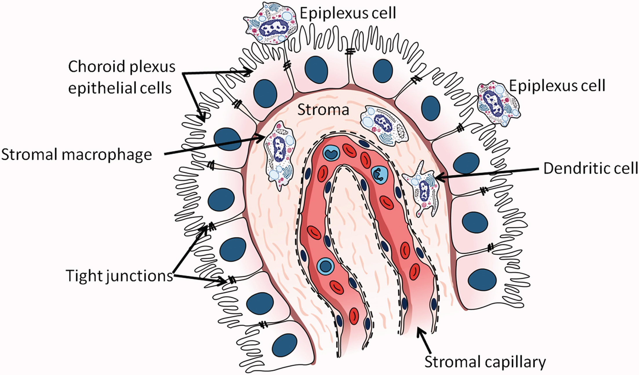 The choroid plexus in the lateral ventricle. Epithelial cells of the choroid plexus rest on a basement membrane and contain microvilli projecting into the lumen of the lateral ventricle. Tight junctions are present between cells near their apical surfaces. (From: Kaur C, Rathnasamy G, Ling EA. The Choroid Plexus in Healthy and Diseased Brain. J Neuropathol Exp Neurol 2016;75(3):198–213; copyright Oxford University Press. Reproduced with permission of Oxford University Press).