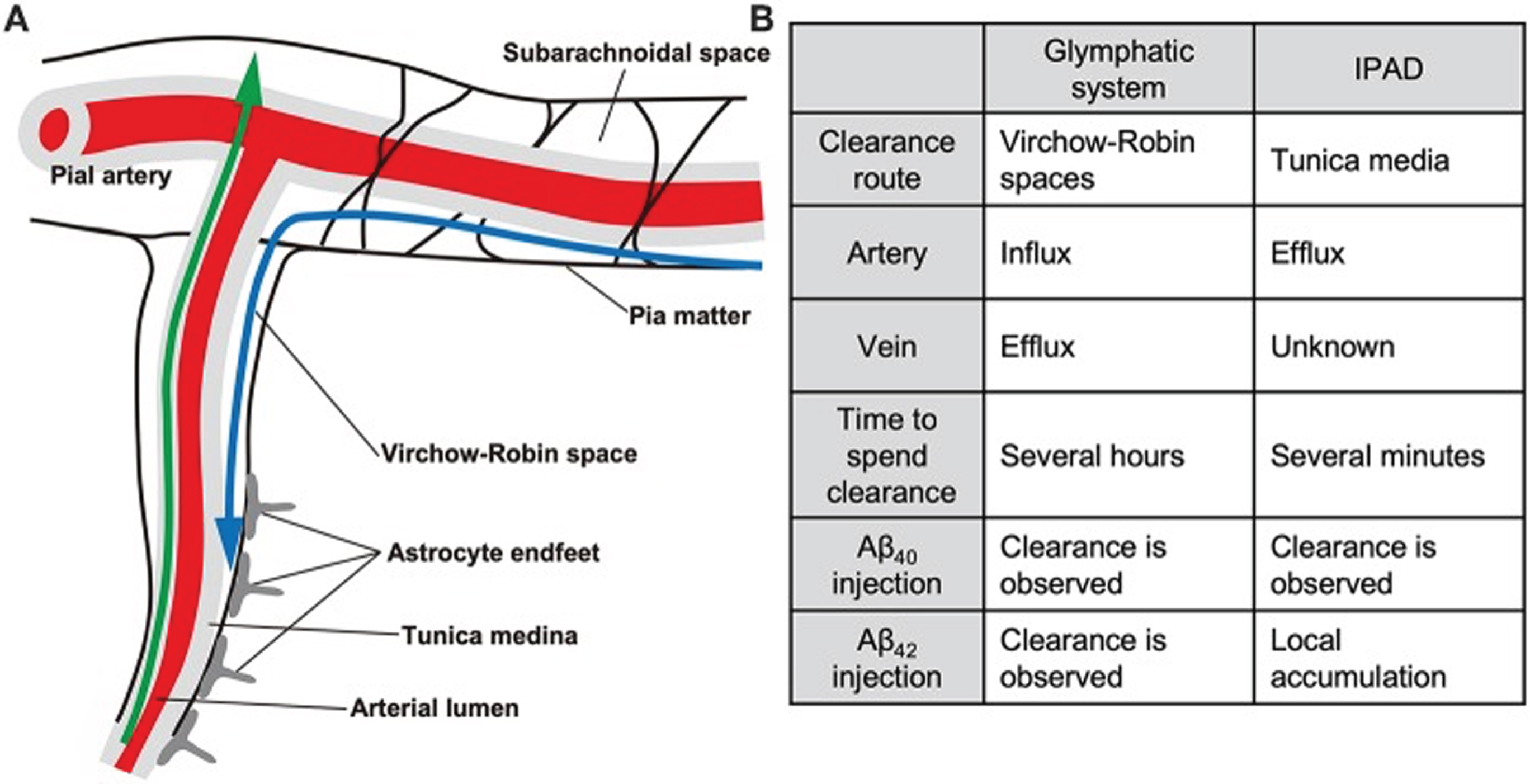 The glymphatic and intramural periarterial (IPAD) systems. In the glymphatic (paravascular) system, indicated by the blue arrow, Aβ and other solutes in interstitial fluid are cleared from the brain via the paravascular (Virchow-Robin) space, which surrounds both cerebral arteries and veins. This is facilitated by the water channel protein aquaporin-4 which is present in the astrocytic endfoot processes lining the cerebral microvasculature. CSF in the glymphatic system enters the brain through para-arterial spaces, mixes with interstitial fluid, then leaves the brain via paravenous spaces. In the IPAD system, indicated by the green arrow, solutes (including Aβ) and interstitial fluid exit the brain via basement membranes of capillaries and arteries. Drainage of solutes via IPAD is in the opposite direction to that of cerebral blood flow. The pattern of drainage of solutes via IPAD is similar to the pattern of deposition of Aβ found in CAA, i.e., along cerebral arteries and capillaries. (From: Saito S, Yamamoto Y, Ihara M. Development of a Multicomponent Intervention to Prevent Alzheimer’s Disease. Front Neurol. 2019;10 : 490 [publisher: Frontiers Media S.A].) This figure is copyrighted by Drs. Saito, Yamamoto, and Ihara, who permitted its reproduction.