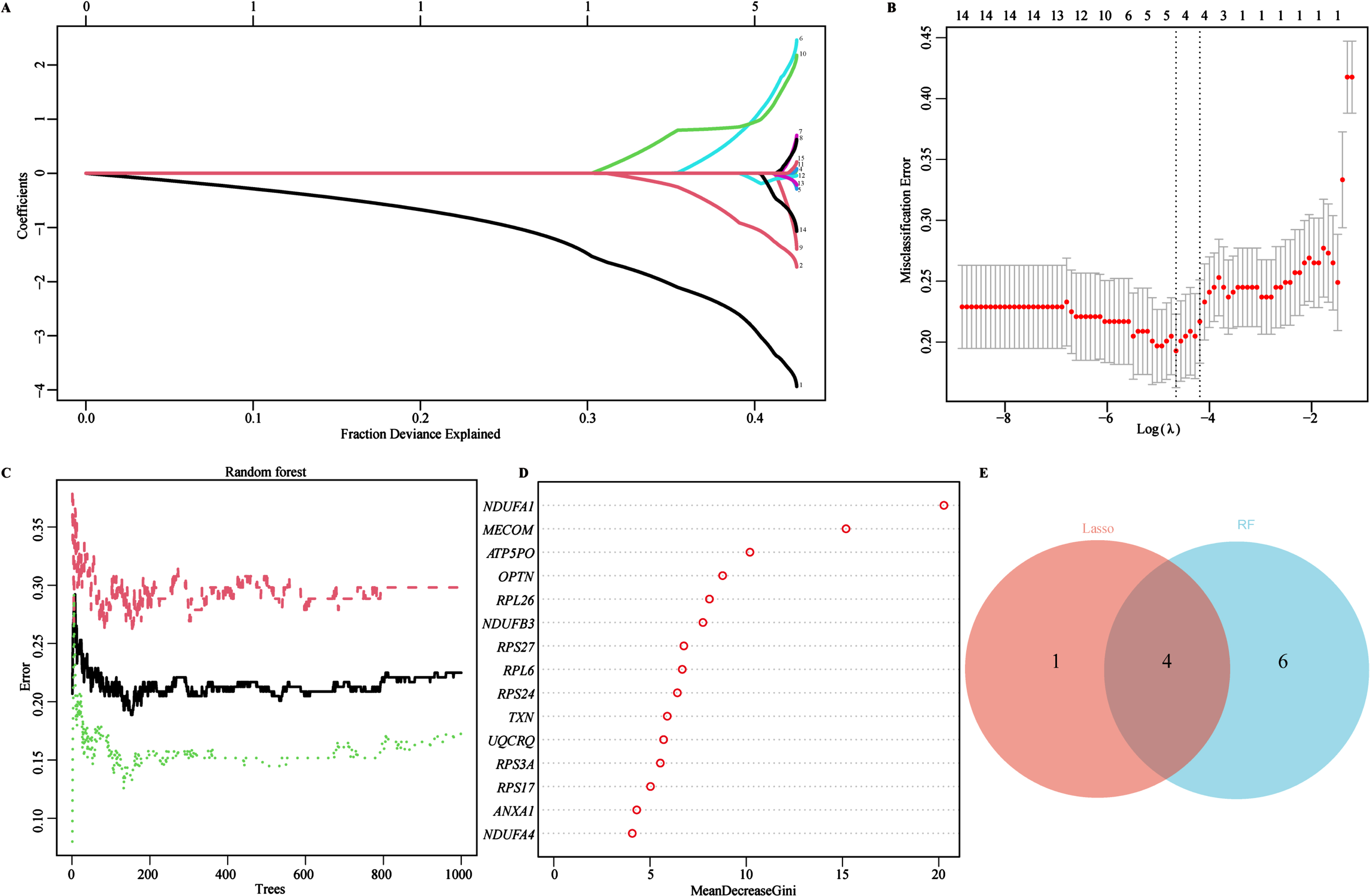 Identifying AD Biomarkers using LASSO and RF. A) Screening for potential biomarkers using the LASSO regression algorithm. The 5 potential biomarkers were identified within the regression coefficient path map. B) The 10-cross validation curve of the LASSO logistic regression algorithm. All 5 potential biomarkers were validated as the lowest point of the regression curve. C) The error trees shown by the random survival forests algorithm for selecting the top 10 potential biomarkers in AD. D) The RF algorithm presenting the MeanDecreaseGini of the 15 key genes in AD. E) Venn diagram showing the diagnostic biomarkers intersected by LASSO and RF.