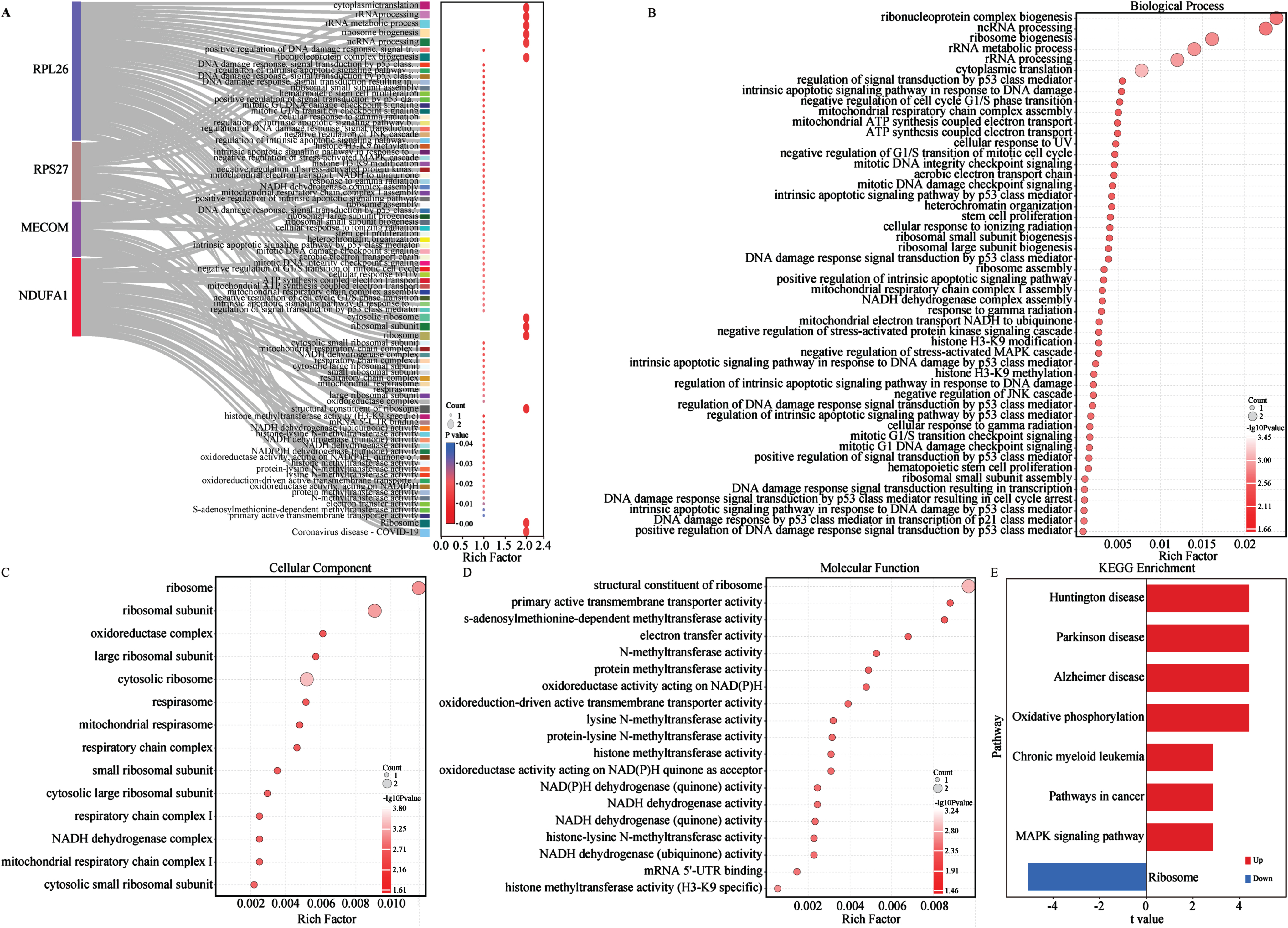 Enrichment analysis of biomarkers. A) All GO enrichment of biomarkers. B) GO-BP enrichment analysis of biomarkers. C) GO-CC enrichment analysis of biomarkers. D) GO-MF enrichment analysis of biomarkers. The horizontal axis represents the rich factor; the circle size represents the gene counts in each GO term; the color indicates the p value. E) KEGG enrichment pathways of biomarkers via GSVA analysis. GSVA score was presented as t value in the horizontal axis. GO, gene ontology; KEGG, Kyoto Encyclopedia of Genes and Genomes; BP, biological processes; MF, molecular functions; CC, cellular components; GSVA, gene set variation analysis.