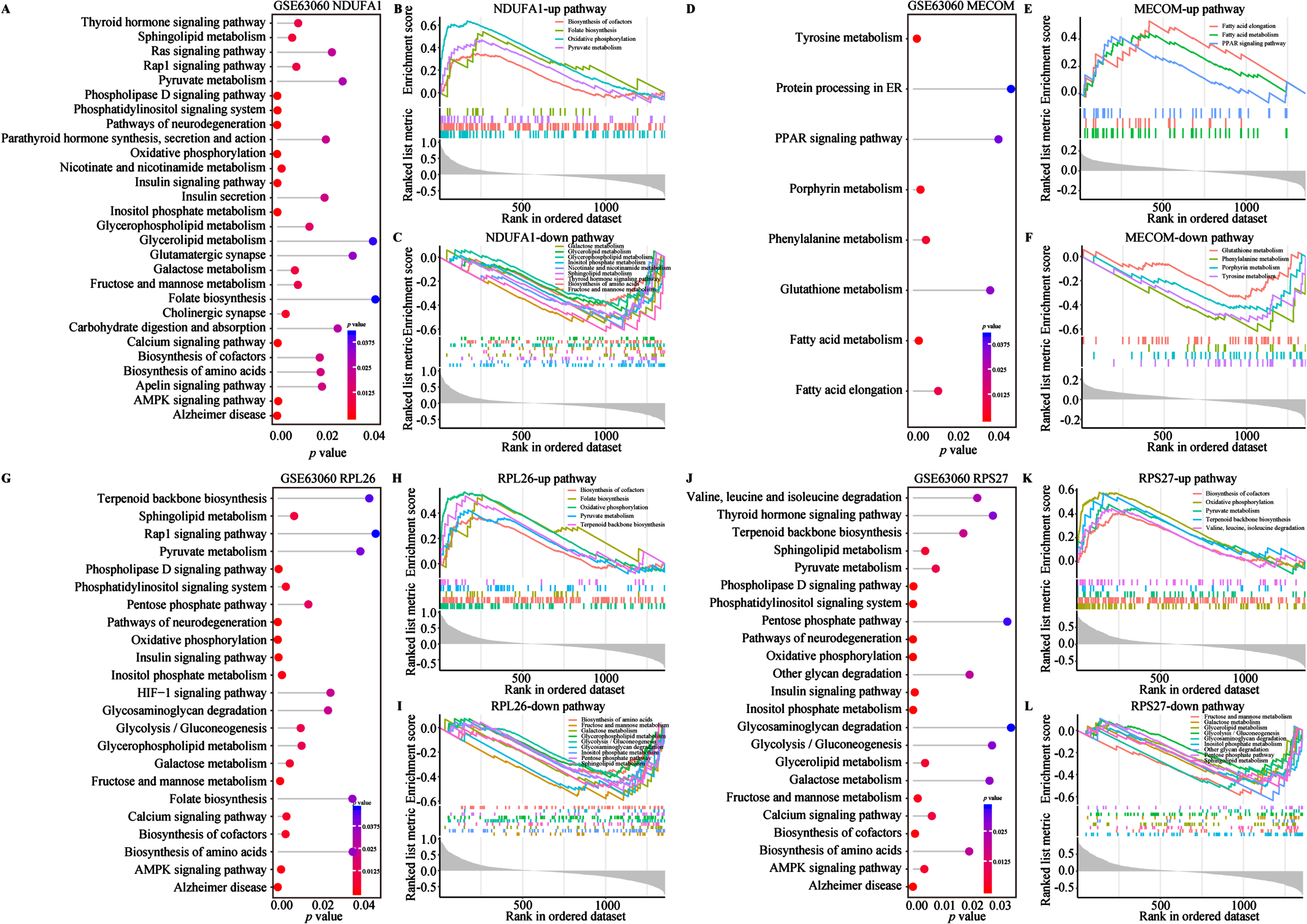 Metabolism and energy metabolism pathways of 4 biomarkers in the GSE63060 cohort. A-L) Single gene GSVA analysis based on KEGG pathway enrichment of NDUFA1, MECOM, RPL26, and RPS27. Lollipop plots of 4 biomarkers KEGG pathway enrichment results in the left of each panel. The horizontal and the color indicate the p value. GSEA plots in the right of each panel show the metabolism and energy metabolism related pathways with different colors for 4 biomarkers. All presented pathways were significantly enriched. Statistical significance was p < 0.05.