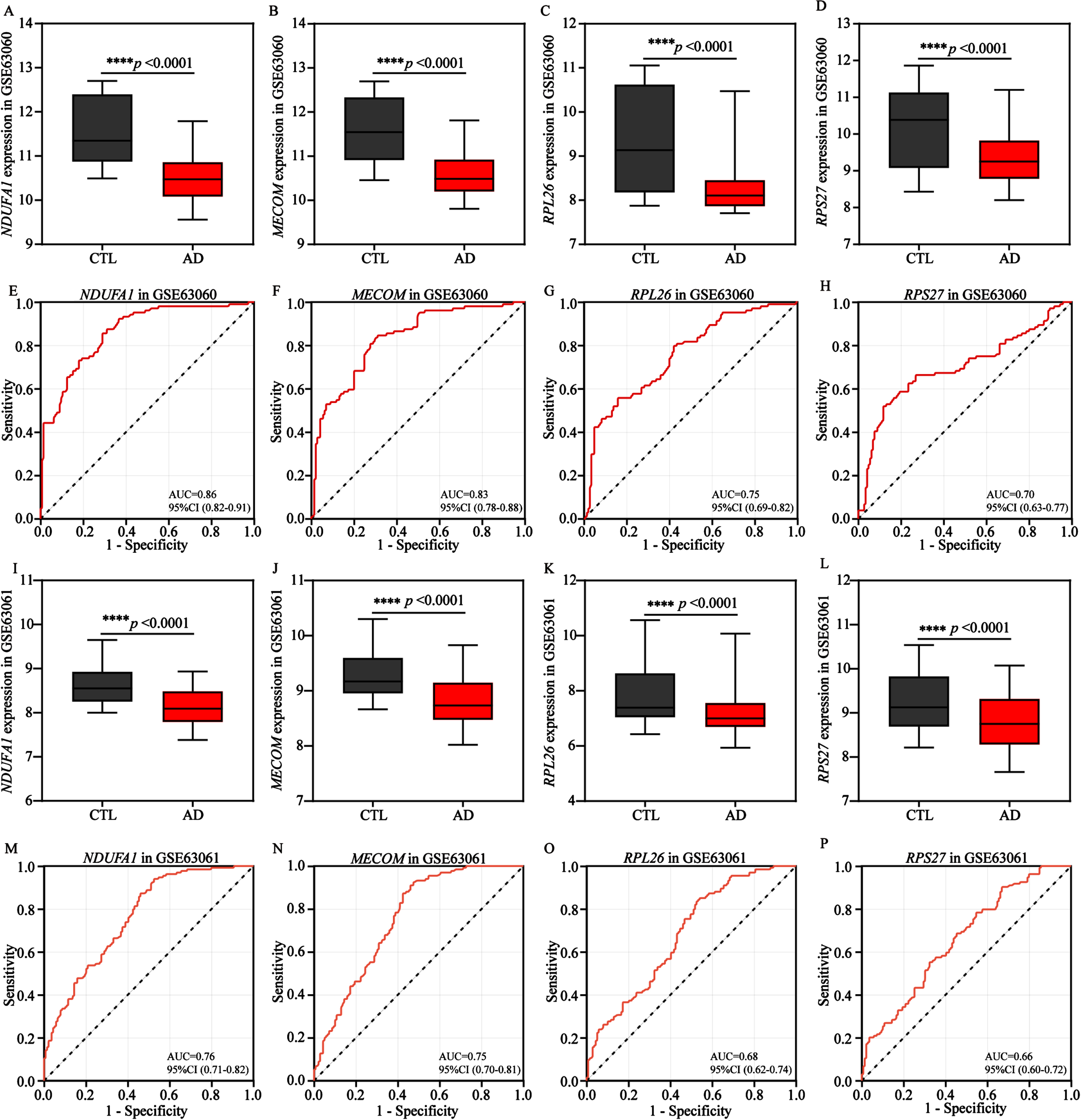 Validation and exploration the diagnostic value of AD biomarkers in European cohorts. A-D) Differential expression boxplots of NDUFA1, MECOM, RPL26, and RPS27 in the training cohort GSE63060. E-H) The ROC curves of NDUFA1, MECOM, RPL26, and RPS27 in the training cohort GSE63060 for diagnostic value exploration. I-L) Differential expression boxplots of NDUFA1, MECOM, RPL26, and RPS27 in the validation cohort GSE63061. M-P) The ROC curves of NDUFA1, MECOM, RPL26, and RPS27 in the validation cohort GSE63061 for diagnostic value exploration. Box plots represent the median, 25th and 75th percentiles and whiskers represent the 5th and 95th percentiles. Statistical comparisons were carried out with t test (A-D, n = 104 in the control group, n = 145 in the AD group; I-L, n = 134 in the control group, n = 139 in the AD group; ****p < 0.0001 vs. the control group). CTL, control; AD, Alzheimer’s disease.