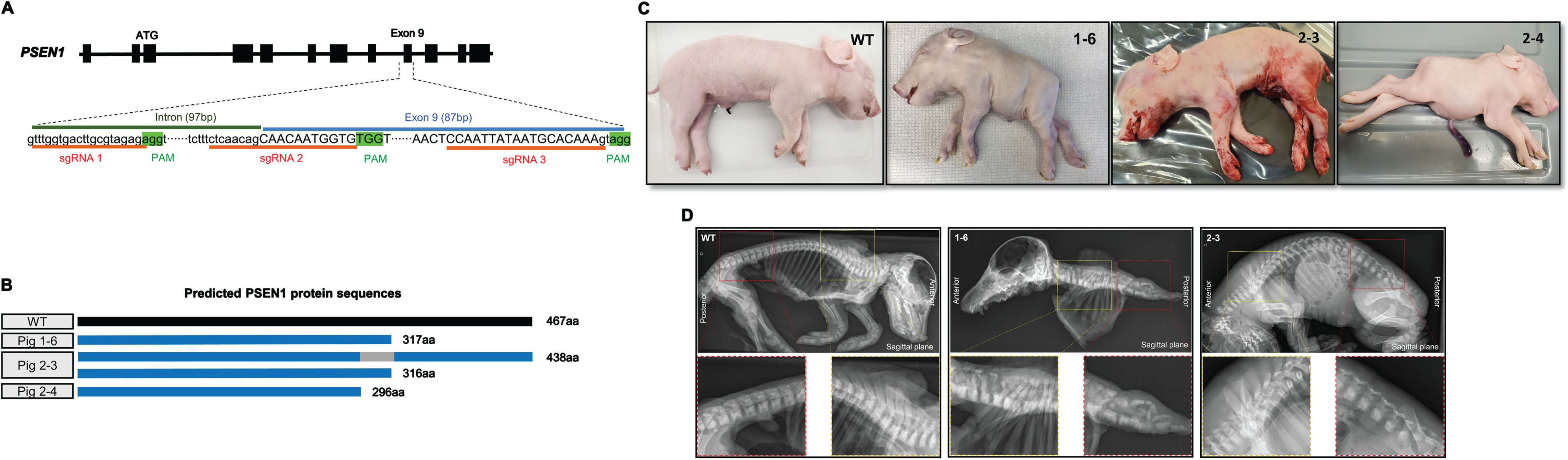 Generation of PSEN1-targeted piglets and skeletal defects in the stillborn piglets. A) Strategies for editing the PSEN1 gene to induce a targeted deletion of exon 9 by using the CRISPR/Cas9 system. Two sgRNAs targeting near the 5’- and 3’ ends of exon 9 (sgRNA 1 and 3 or sgRNA 2 and 3) were simultaneously injected into porcine zygotes together with Cas9 mRNA. B) Predicted PSEN1 protein sequences expressed in the stillborn piglets based on their genotypes. Piglets 1–6 and 2–4 were expected to express truncated PSEN1 proteins, approximately 300aa long, while piglet 2-3 was expected to express a similar truncated protein as well as a 436 aa protein that was translated from its ΔE9 allele. C) External appearances of the malformations presented in stillborn PSEN1 null piglets compared to an age-matched wildtype (WT) pig. Among the three stillborn piglets, piglets 1–6 and 2–4 piglets exhibited a short axial body trunk whereas 2-3 exhibited a normal morphology except for a shortened tail. D) Radiographic images of PSEN1-targeted stillborn piglets. Compared to wildtype and 2-3 piglets, 1–6 had defects in the axial skeleton including vertebrae and ribs. The yellow rectangular box represents the thoracic vertebrae and the red box represents the lumbar and sacral vertebrae.