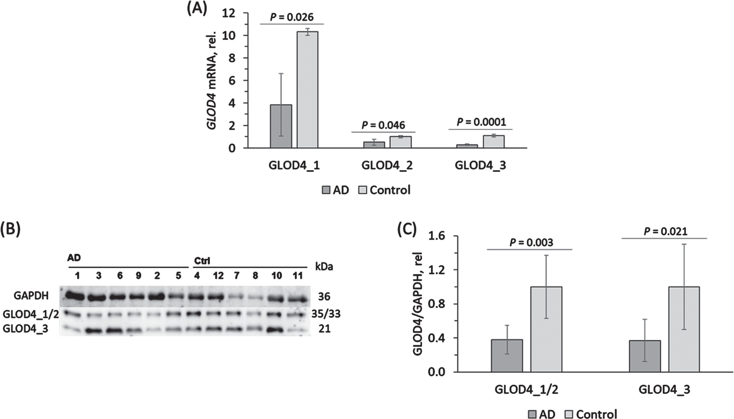 Reduced expression of GLOD4 isoforms in brains of Alzheimer’s disease patients. Isoforms of GLOD4 mRNA and protein were quantified in the frontal cortex samples from AD patients (n = 6) and non-AD controls (n = 6). A) Bar graph shows GLOD4 mRNA quantification by RT-qPCR using ACTB mRNA as a reference. B, C) GLOD4 protein isoforms were quantified by western blotting using GAPDH protein as a reference. B) Representative image of a western blot. C) Bar graph shows GLOD4 protein quantification. The experiment was performed twice. p-values were calculated by unpaired two-sided Student t test.