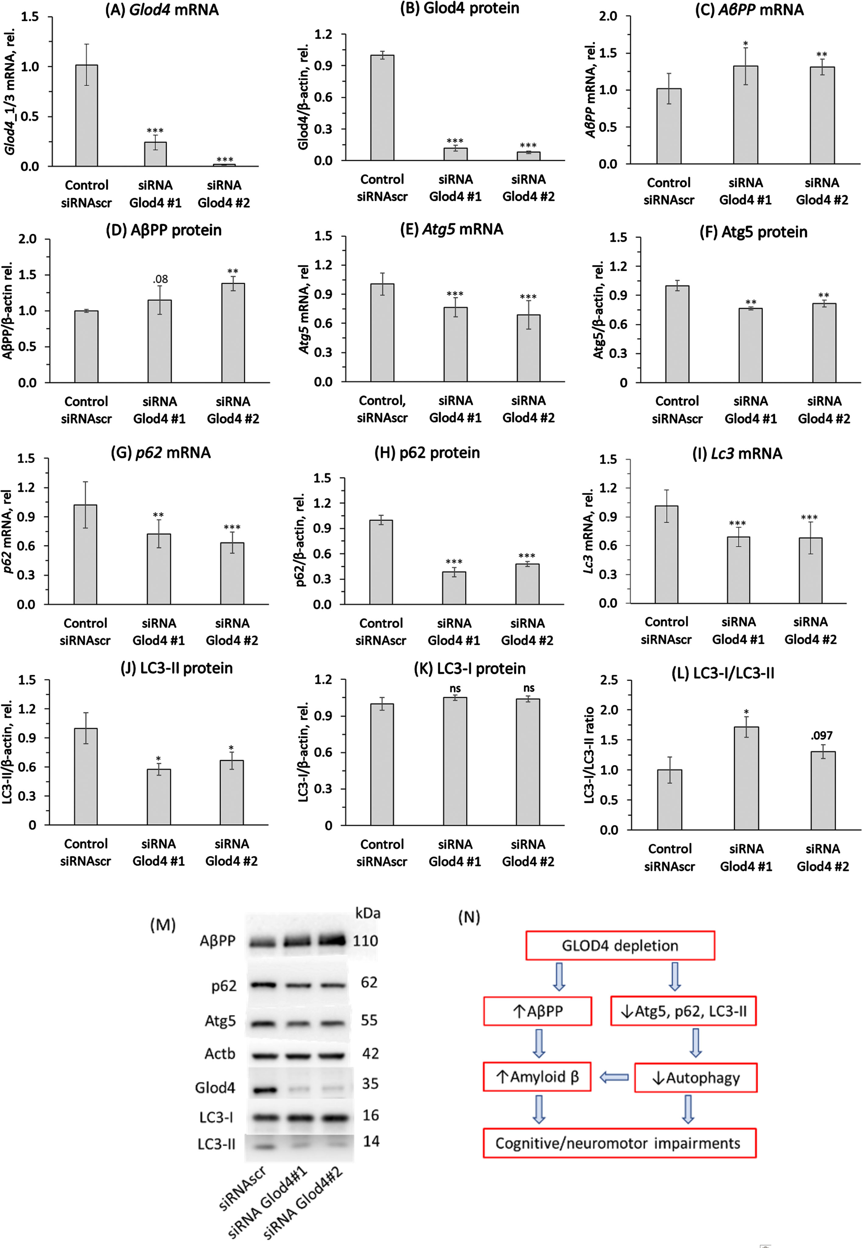 Glod4 gene silencing affects expression of AβPP and autophagy-related proteins in mouse neuroblastoma N2a-APPswe cells. N2a-APPswe cells were transfected with two different siRNAs targeting the Glod4 gene (siRNA Glod4 #1 and siRNA Glod4 #2) or scrambled siRNA (siRNAscr) as a control. Proteins and mRNAs were quantified by western blotting and RT-qPCR, respectively, using β-actin protein and mRNA as references. Bar graphs illustrate the quantification of Glod4 mRNA (A), Glod4 protein (B), AβPP mRNA (C), AβPP protein (D), Atg5 mRNA (E), Atg5 protein (F), p62 mRNA (G), p62 protein (H), Lc3 mRNA (I), lipidated Lc3-II protein (J), Lc3-I protein (K), and Lc3-I/Lc3-II ratio (L). Representative images of western blots are shown in panel (M). Each data point is an average±SD of three technical repeats for each of the three independent biological replicates. p-values were calculated by an unpaired two-sided Student t test. *p < 0.05, **p < 0.01, ***p < 0.001. Panel (N) illustrates hypothetical pathways by which GLOD4 depletion can contribute to Aβ accumulation and neurological impairments in AD.