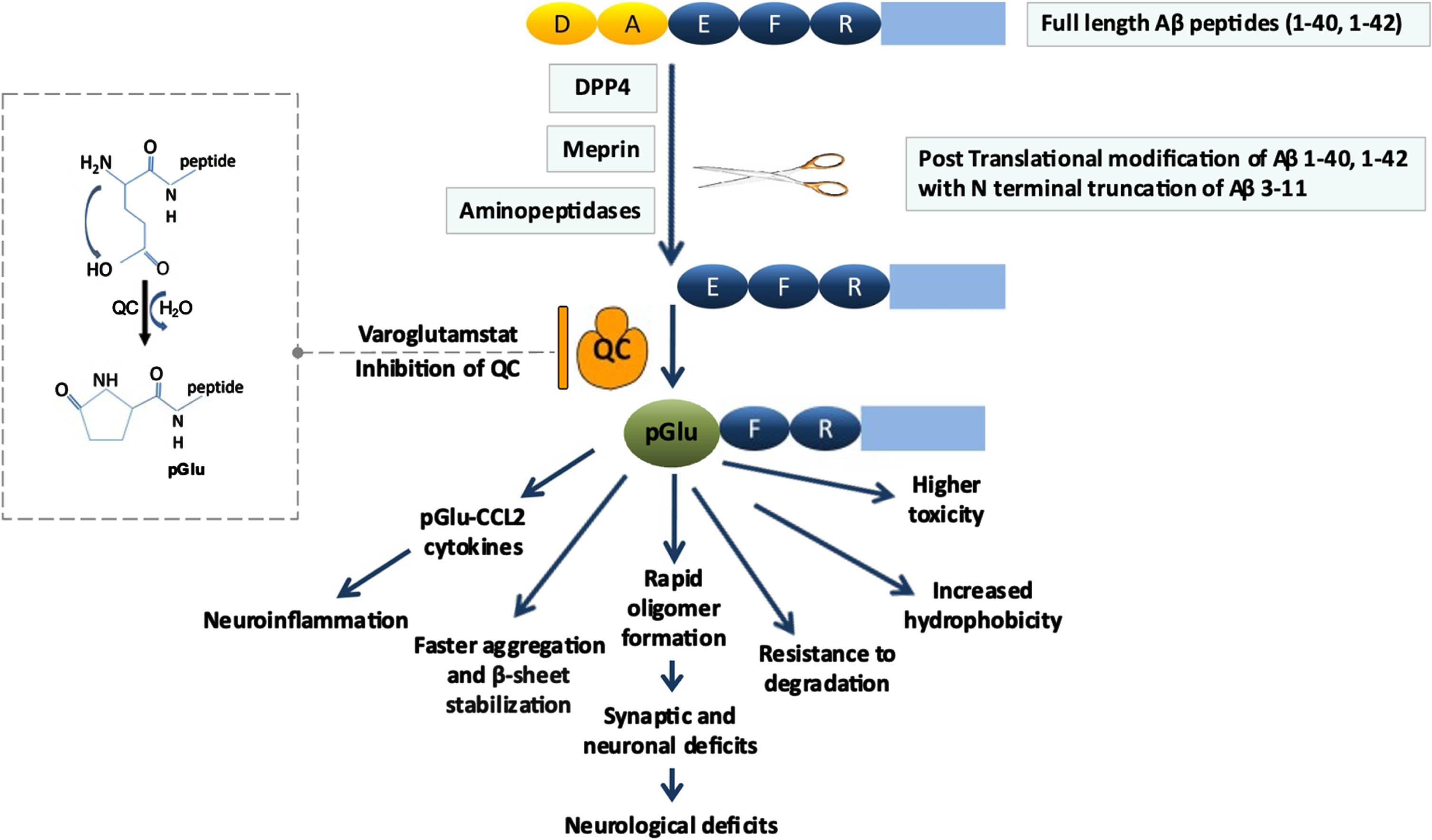 pGlu-Aβ as a therapeutic targeta. Aβ is cleaved by dipeptidyl peptidase 4 (DPP4), meprin β, or aminopeptidases, between residues 2 (alanine [A]) and 3 (glutamate [E]). This exposes glutamate at the N-terminus, which is subsequently modified to N-terminal pyroglutamate (pGlu) by dehydration catalyzed by glutaminyl cyclase (QC) activity. The resultant peptide (pGlu-Aβ) has altered biochemical properties with severe pathological consequences. The enhanced toxicity is likely due to the higher aggregation propensity and the longer bioavailability of the pGlu-Aβ oligomers. Additionally, an isoenzyme of QC converts the N-terminus of chemokine ligand 2 (CCL2) into pGlu-CCL2 which is associated with neuroinflammation. Varoglutamstat inhibits both QC and iso-QC. aFigure and caption are adapted from Jawhar, Wirths, and Bayer (2011) (CC BY 4.0 DEED), https://creativecommons.org/licenses/by/4.0/#