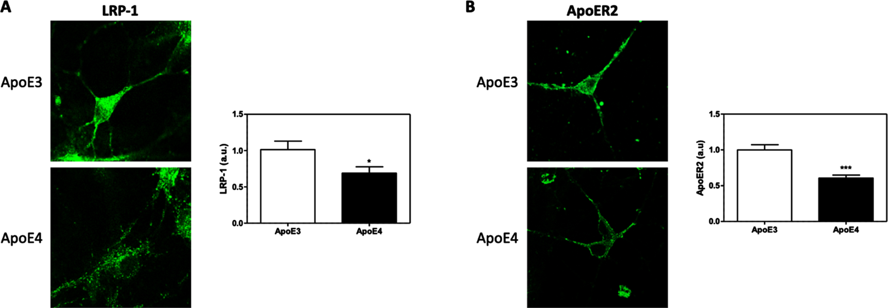 The effects of APOE genotypes on the total levels of APOER2 and LRP1 in APOE3 and APOE4 primary neurons. APOE3 and APOE4 primary neurons were stained for LRP1 (A) and APOER2 (B). Representative images are shown on the left, whereas quantifications of the results are shown on the right. The results show a significant downregulation, in APOE4 neurons, of the levels of both LRP1 (APOE3 = 1.00±0.11, APOE4 = 0.68±0.086, p < 0.05, N = 53–58 cells from 4 different preparations) and APOER2 (APOE3 = 1.00±0.071, APOE4 = 0.60±0.040, p < 0.0001, N = 86–101 cells from 6 different preparations). The scalebar on the images indicate 10μm. *indicates p < 0.05, ***indicates<0.001.