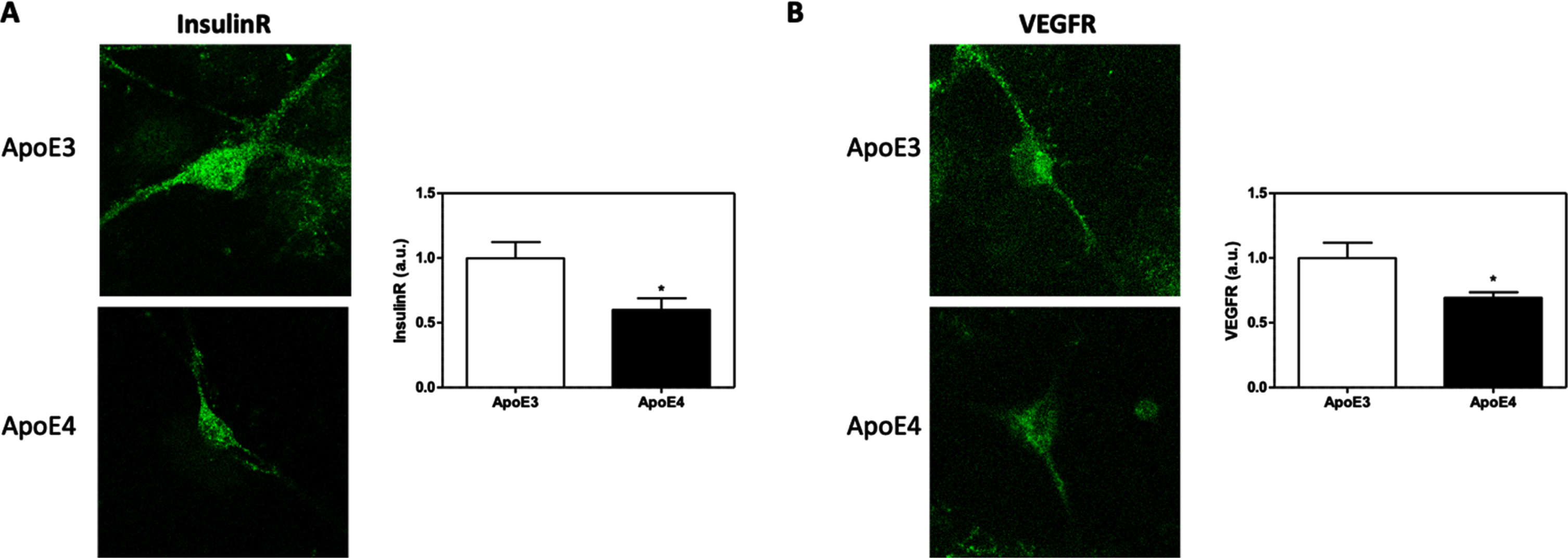 The effects of APOE genotype on the total levels of IR and VEGFR. APOE3 and APOE4 primary neurons were stained for IR (A) and VEGFR (B). Representative images are shown on the left, whereas quantifications of the results are shown on the right. The results show that both IR (APOE3 = 1.00±0.12, APOE4 = 0.59±0.08, p < 0.05, N = 48–68 cells from 4 different preparations), and VEGFR (APOE3 = 1.00±0.11, APOE4 = 0.69±0.04, p < 0.05, N = 41–46 cells from 4 different preparations) are downregulated in APOE4 primary neurons. The scalebar on the images indicate 10μm. *p < 0.05.