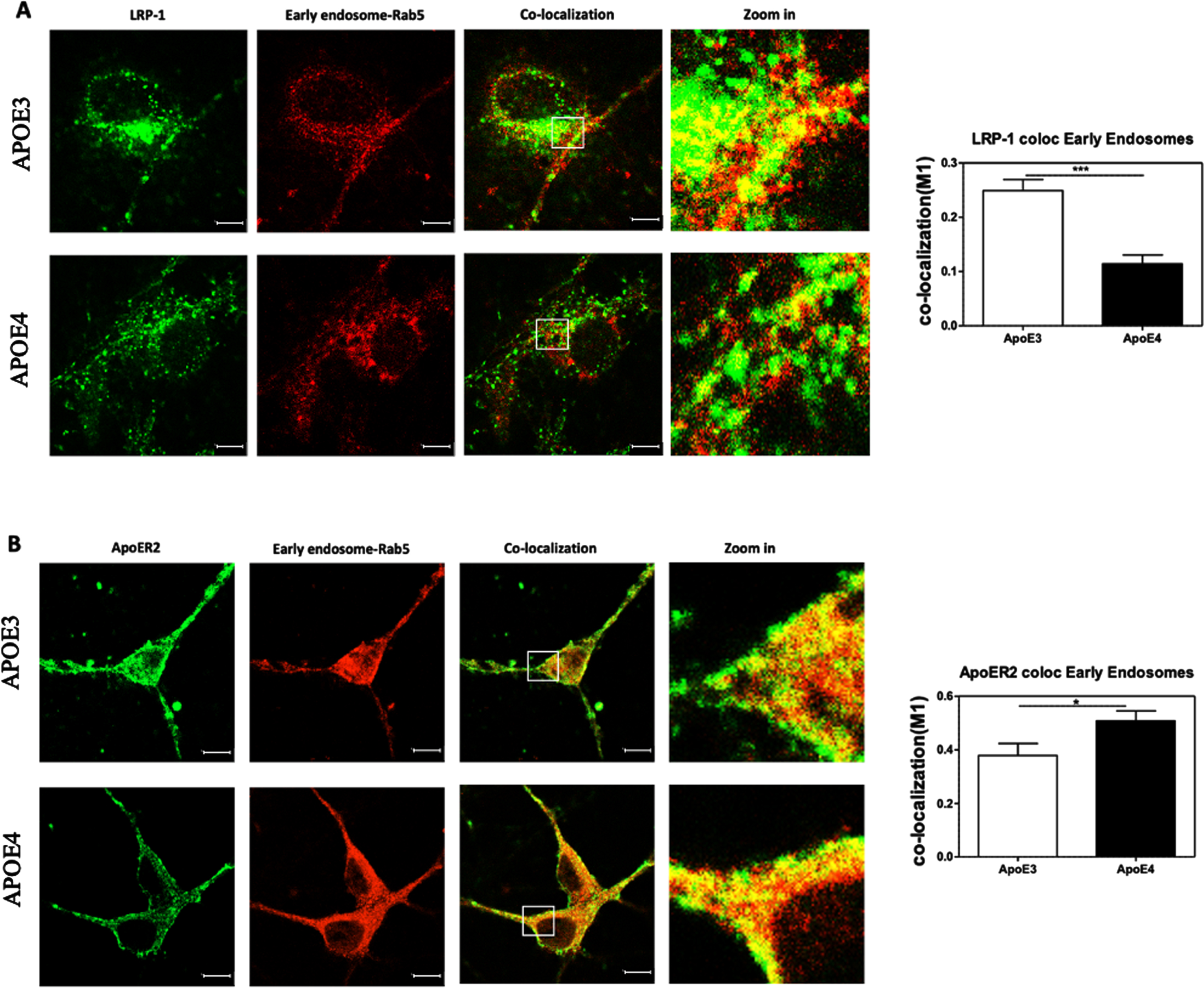 Colocalization of ApoE receptors with early endosomes. The total levels of both LRP1 and APOER2 were downregulated in APOE4 neurons when compared to APOE3 neurons (see representative figures on the left and in Fig. 2) In contrast, the area covered by the early endosomes staining was not affected by the APOE genotype (see Fig. 7). The extent of colocalization of LRP1 (A) and APOER2 (B) with the early endosomes were determined utilizing double staining and confocal microscopy, followed by M1 colocalization analysis. Representative images, shown on the left side of the figure whereas the quantified results are shown on the right. The results revealed that LRP1 was significantly more localized to the early endosomes in APOE3 neurons (0.24±0.02) than the APOE4 neurons (0.11±0.01, p < 0.001), while APOER2 showed an opposite effect where the receptors were significantly more localized with the early endosomes in APOE4 (0.50±0.04) than the APOE3 neurons (0.37±0.037, p < 0.05). The scalebar on the images indicate 10μm. *p < 0.05, ***p < 0.001.