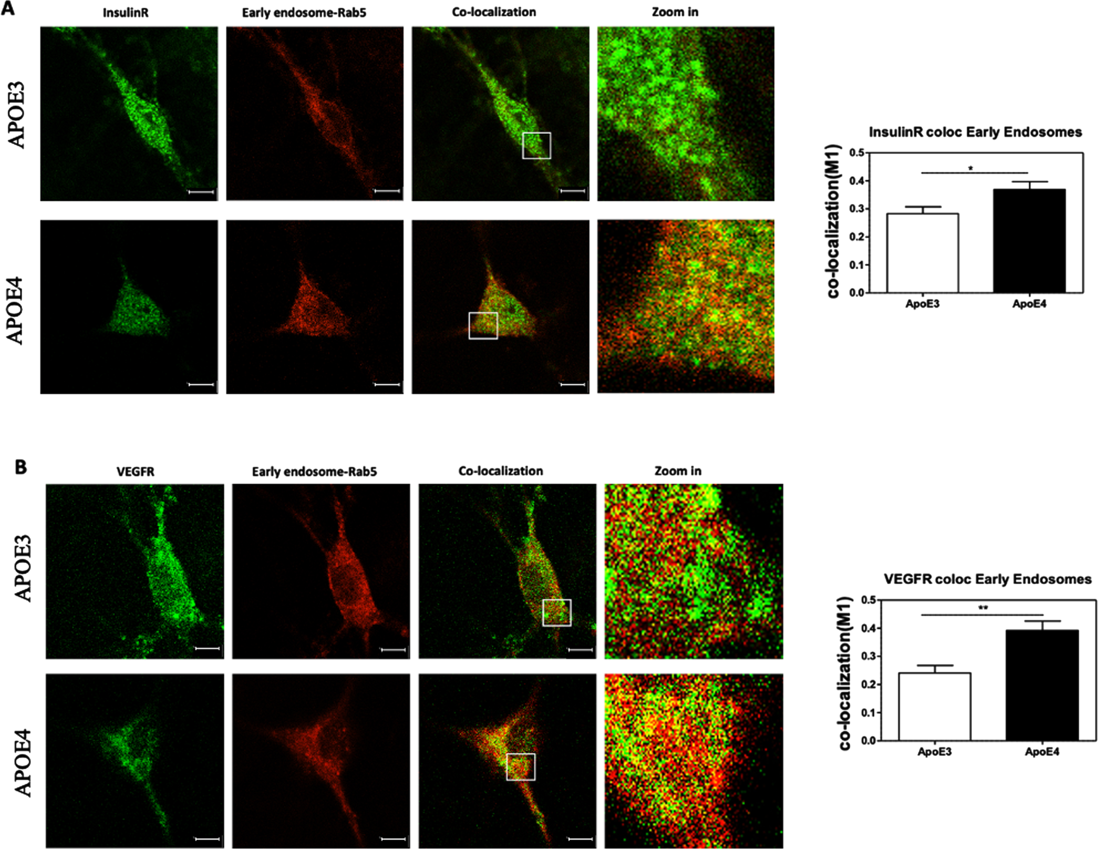 Colocalization of growth factor receptors with early endosomes. The levels of IR (A) and VEGFR (B) that are localized with the early endosomes were evaluated utilizing double staining and confocal microscopy, followed by M1 colocalization analysis. The representative images presented on the left show that the intensity of both IR and VEGFR is lower in APOE4 neurons when compared to APOE3 neurons, and no significant effects of APOE genotype is evident in the staining areas of the early endosomes. On the other hand, the extent of colocalization of these receptors (marked with yellow pixels) was higher in APOE4 neurons in both IR and VEGFR. Quantification of the results show that APOE4 neurons exhibit significantly higher colocalization than APOE3 in both IR (APOE3 = 0.28±0.02, APOE4 = 0.36±0.02, p < 0.05) and VEGFR (APOE3 = 0.24±0.02, APOE4 = 0.39±0.03, p < 0.001). The scalebar on the images indicate 10μm. *p < 0.05, **p < 0.001.