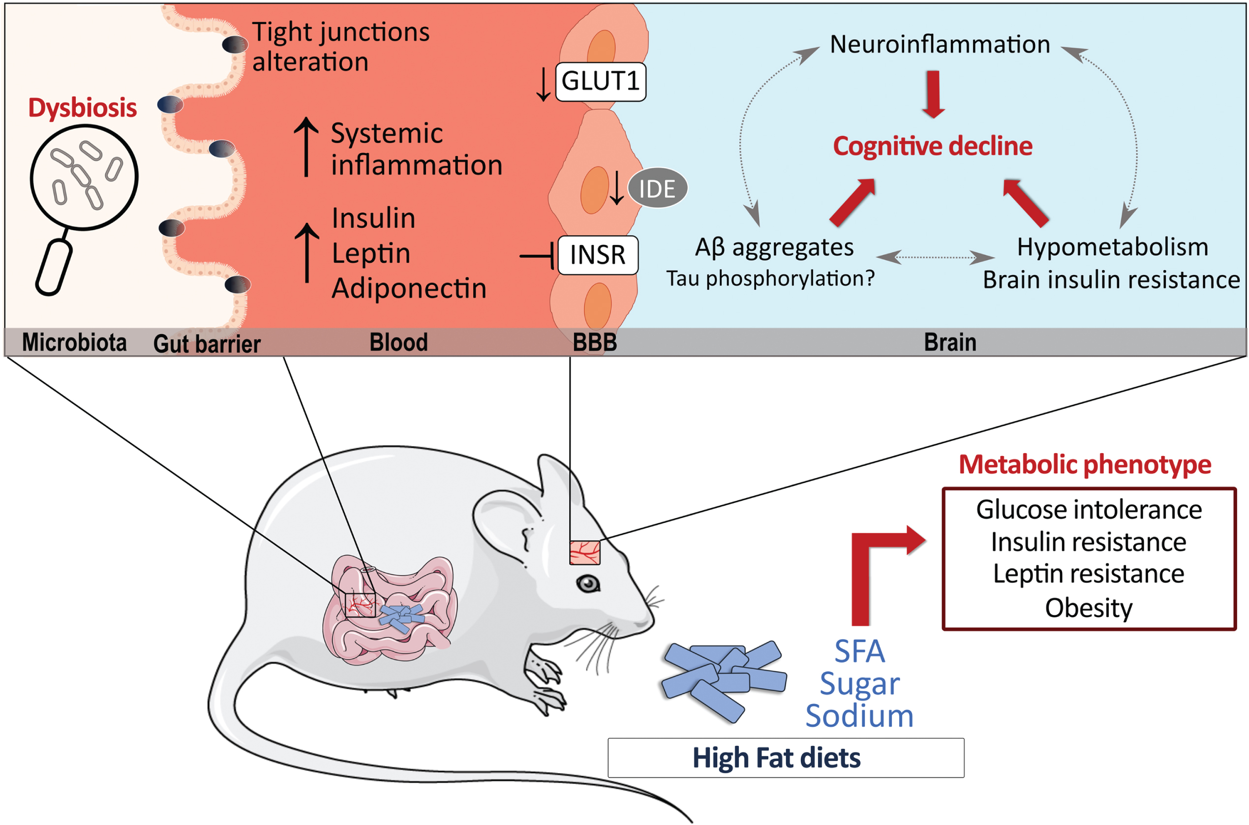 High-fat diets (HFD) have significant metabolic effects and can contribute to Alzheimer’s disease (AD) pathology. Possible mechanisms by which HFD can modulate AD pathology are shown, whether directly in the brain or indirectly in the periphery. Data suggest that HFD may promote insulin resistance and decrease GLUT-1 and IDE at the cerebrovascular level while also triggering an inflammatory response in the brain. In the periphery, the alteration of insulin metabolism, adipokines and gut microbiota can indirectly affect brain processes. Finally, the majority of reports indicate that a prolonged exposure to a HFD increases brain Aβ levels, whether its effects in tau pathology is less clear. Aβ, amyloid peptides; BBB, blood-brain barrier; GLUT1, glucose transporter 1; IDE, insulin degrading enzyme; INSR, insulin receptor; SFA, saturated fatty acids.