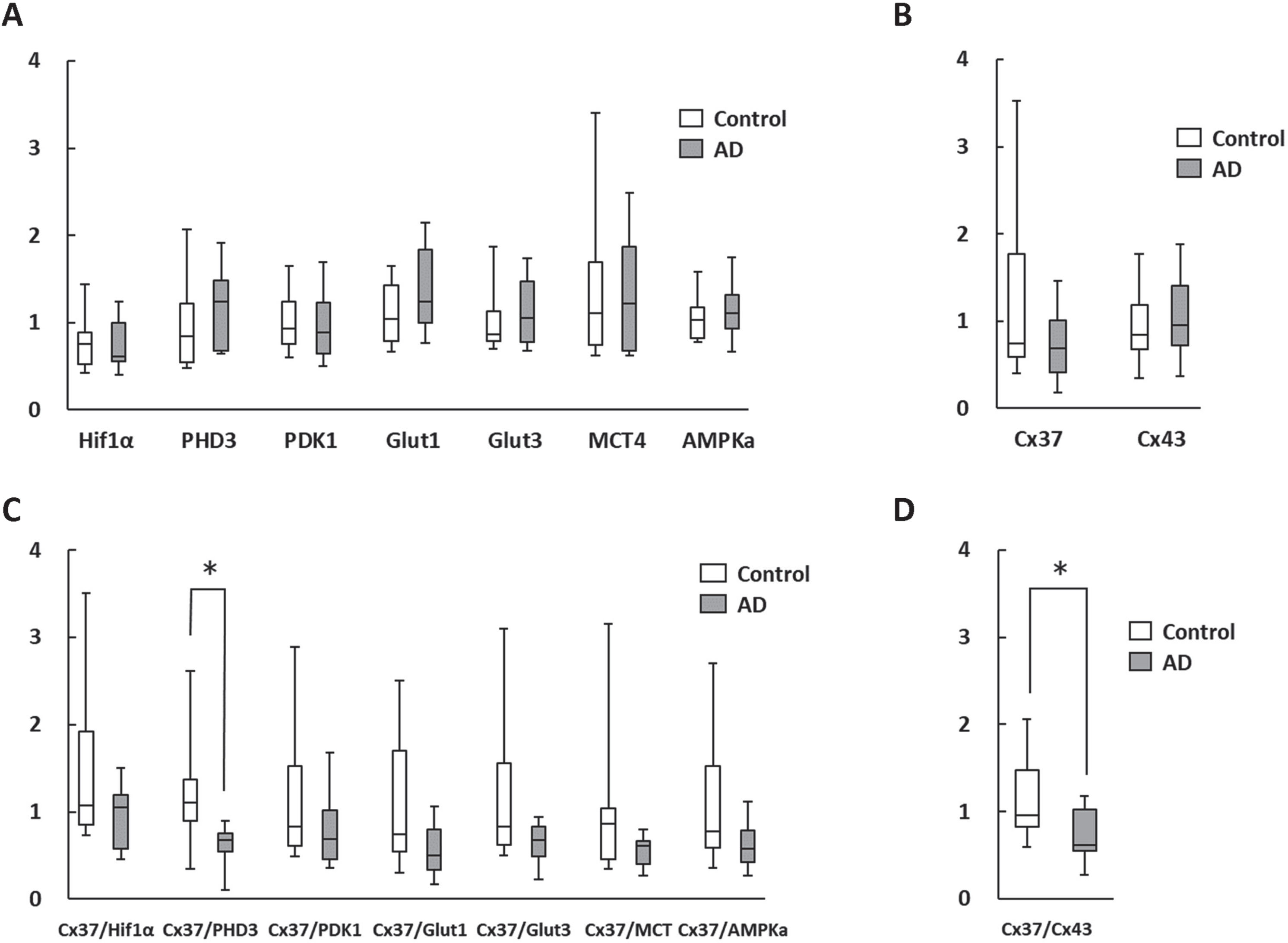 Change in RNA expression in circulating mononuclear cells. A, B) There were no statistically significant differences in metabolism-related (A) and gap junction (B) genes between AD patients and age-matched controls. C, D) Cx37/PHD3 (C) and Cx37/Cx43 ratios (D) were significantly lower in AD patients. *p < 0.05.