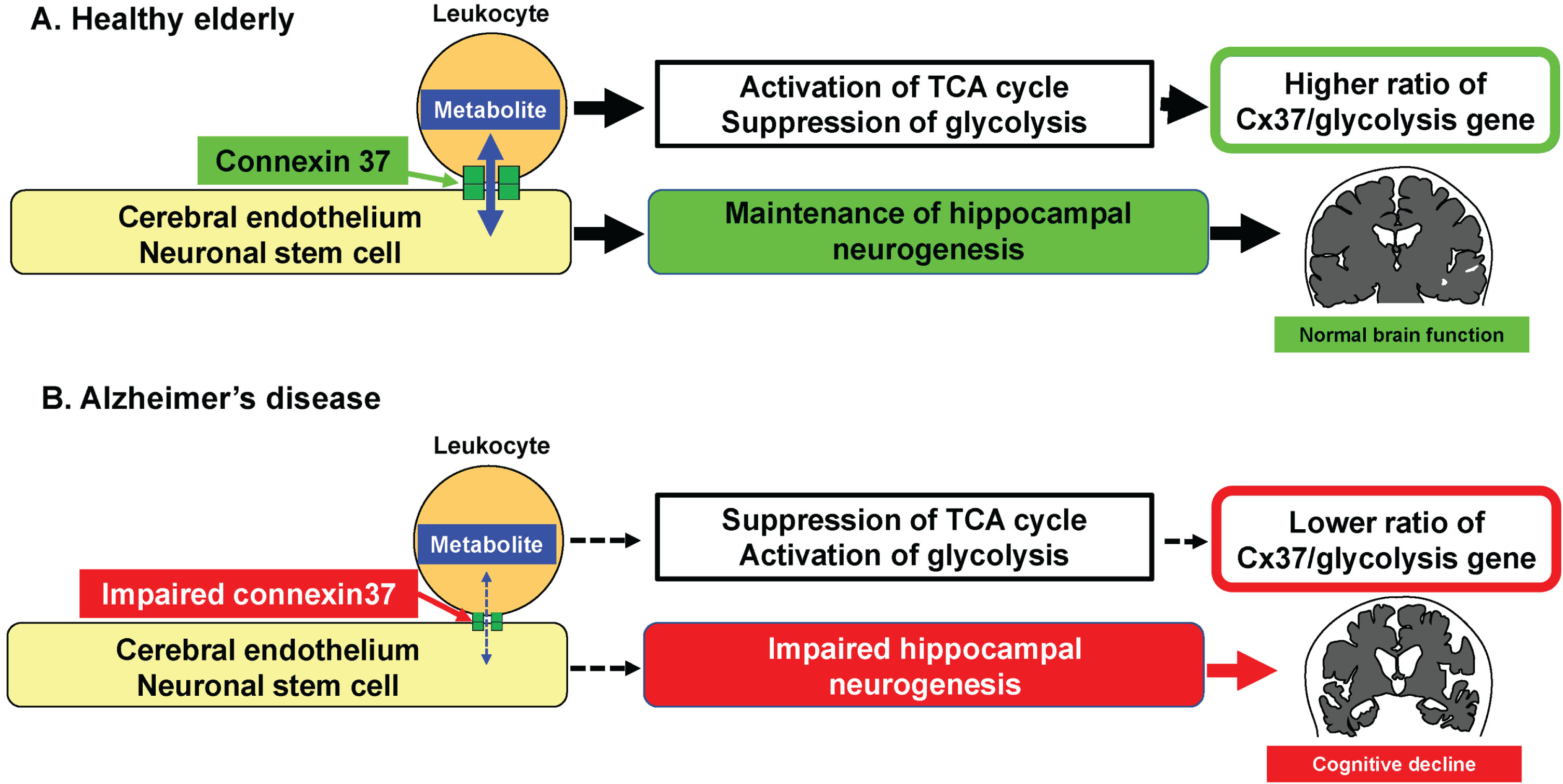 Proposed hypothesis that links circulating leukocytes and AD. A) In healthy elderly, the physiological cellular interaction between circulating leukocytes and endothelium/neuronal stem cell via Cx37 contributes towards the maintenance of hippocampal neurogenesis. B) In patients with AD, the impairment of physiological cellular interaction between circulating leukocytes and endothelium/neuronal stem cell via Cx37 induces impaired neurogenesis with lower ratio of Cx37/PHD3 gene.