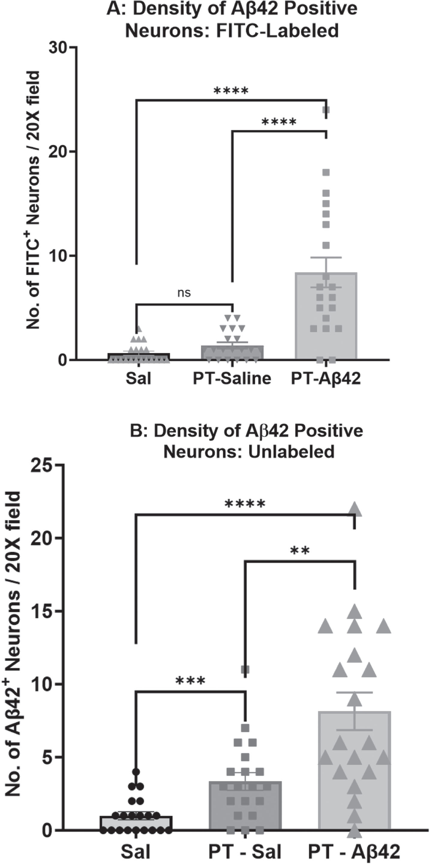 The density of A
β42 positive neurons in the cerebral cortex was highest in PT-A
β42 mice. A) A comparison of the density of Aβ42-positive neurons in mice injected with FITC-Aβ42 peptide was carried out by immunofluorescent microscopy. A difference in the density of Aβ42-positive neurons in the cerebral cortex was detected across the three treatment groups. Comparison of the density of Aβ42-positive neurons reached statistical significance (Mann-Whitney tests, p < 0.0001) between the Sal-only and PT-FITC-Aβ42 groups. The difference in the density of Aβ42-positive neurons also reached statistical significance (Mann-Whitney tests, p < 0.0001) between the PT-Sal and PT-FITC-Aβ42 groups. B) Comparison of the density of Aβ42-positive neurons reached statistical significance (Mann-Whitney tests, p < 0.0001) between the Sal-only and PT-Aβ42 groups. Similarly, group comparisons between Sal and PT-Sal, and PT-Sal and PT-Aβ42 groups also attained statistical significance (Mann-Whitney tests, p < 0.001 and p < 0.01, respectively). Error bars are standard error of the mean (SEM).