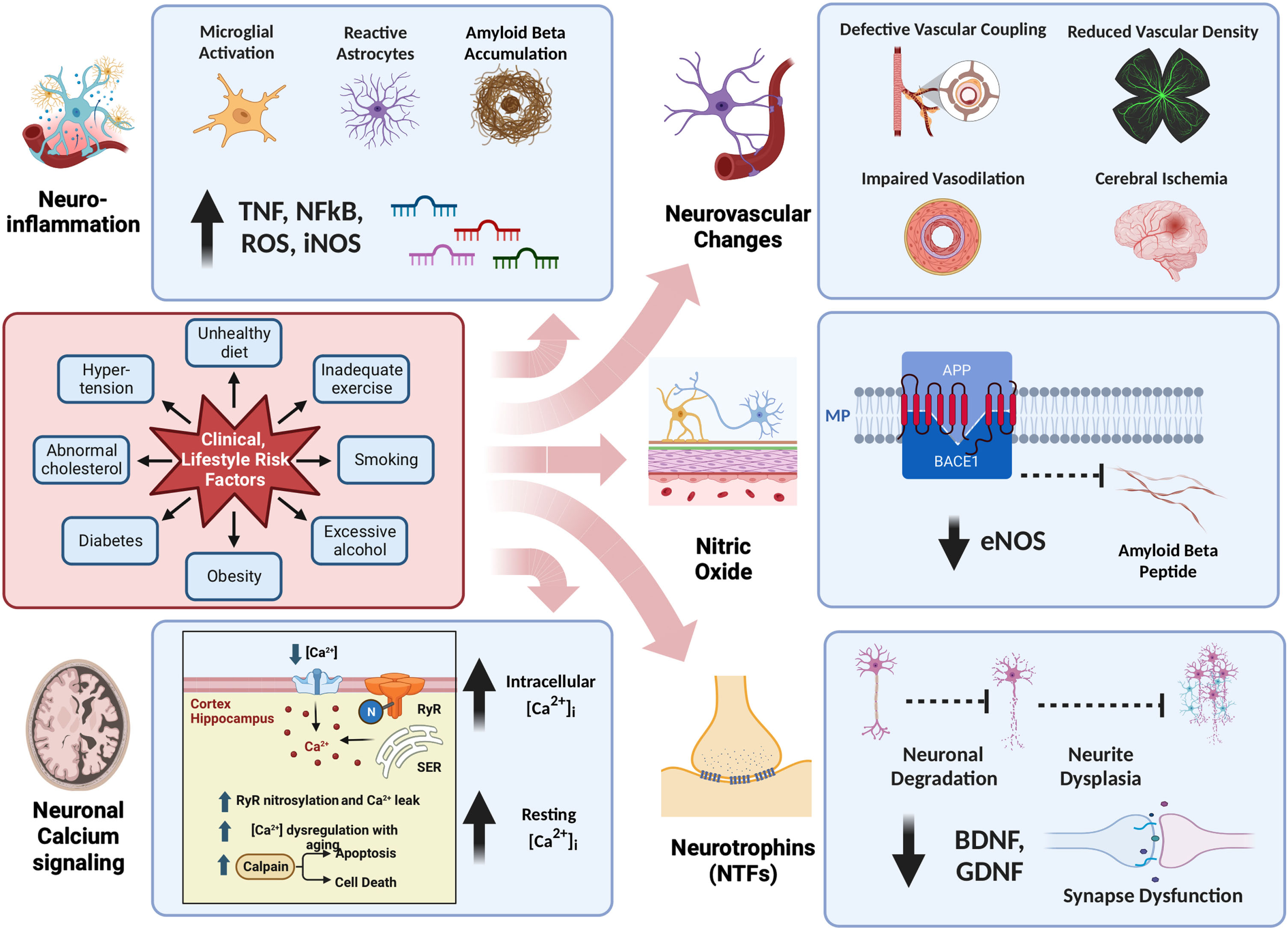 Pathophysiology of Alzheimer’s Disease. This figure offers a comprehensive overview of the intricate pathophysiology of Alzheimer’s disease, organized into five major categories: a) Neuroinflammation, b) Neuronal Calcium Signaling, c) Neurovascular Changes, d) Nitric Oxide, and e) Neurotrophins. Notably, Lifestyle Risk Factors exert a significant influence on all or some of these five categories, underscoring the multifaceted nature of their impact on Alzheimer’s disease.