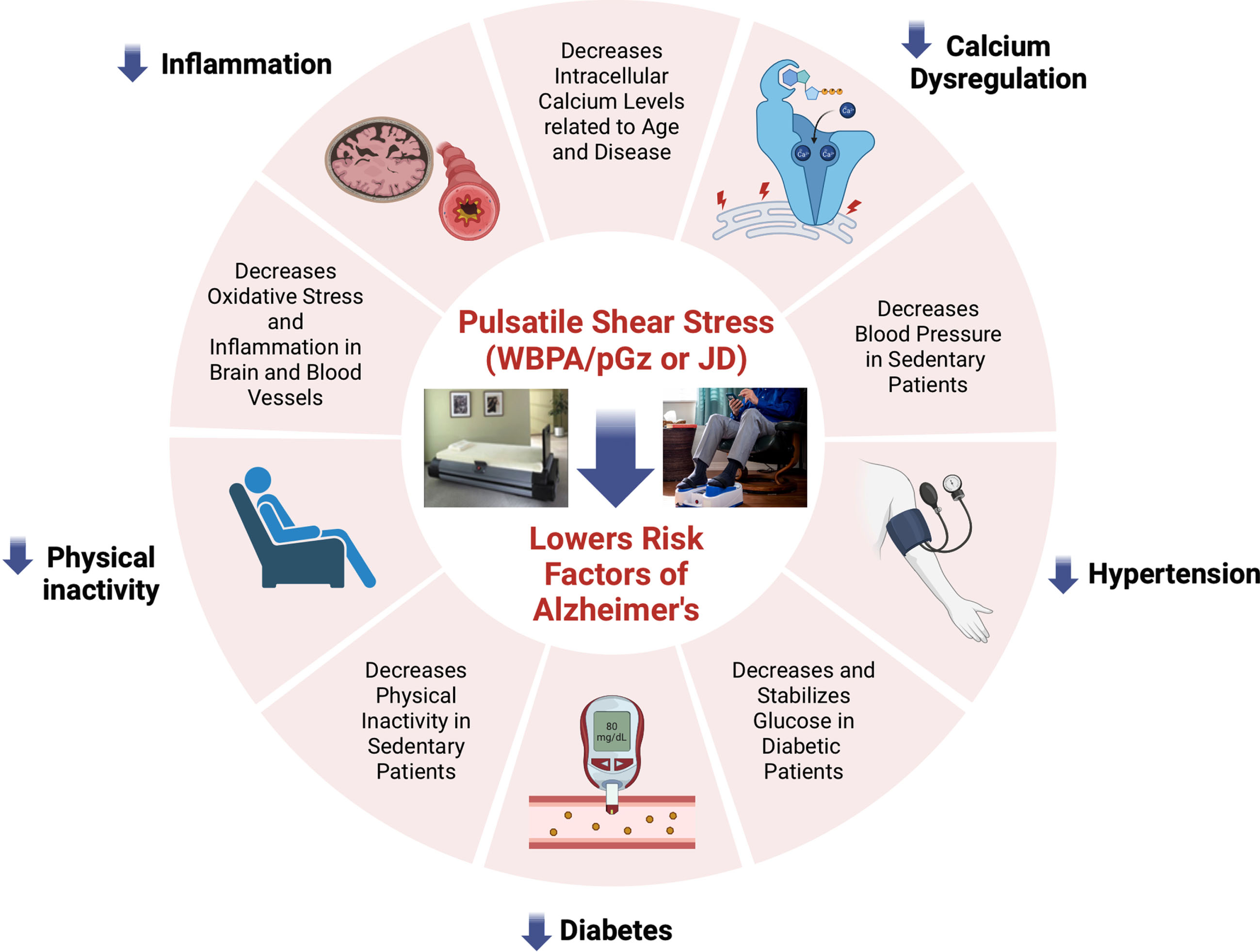 Overview of the published effects of Passive Pulsatile Shear Stress. The figure shows the effects of PPSS produced by whole body periodic acceleration (WBPA/pGz) and Jogging Device (JD) on the modifiable risk factors and other pathophysiological mechanisms involved in AD.