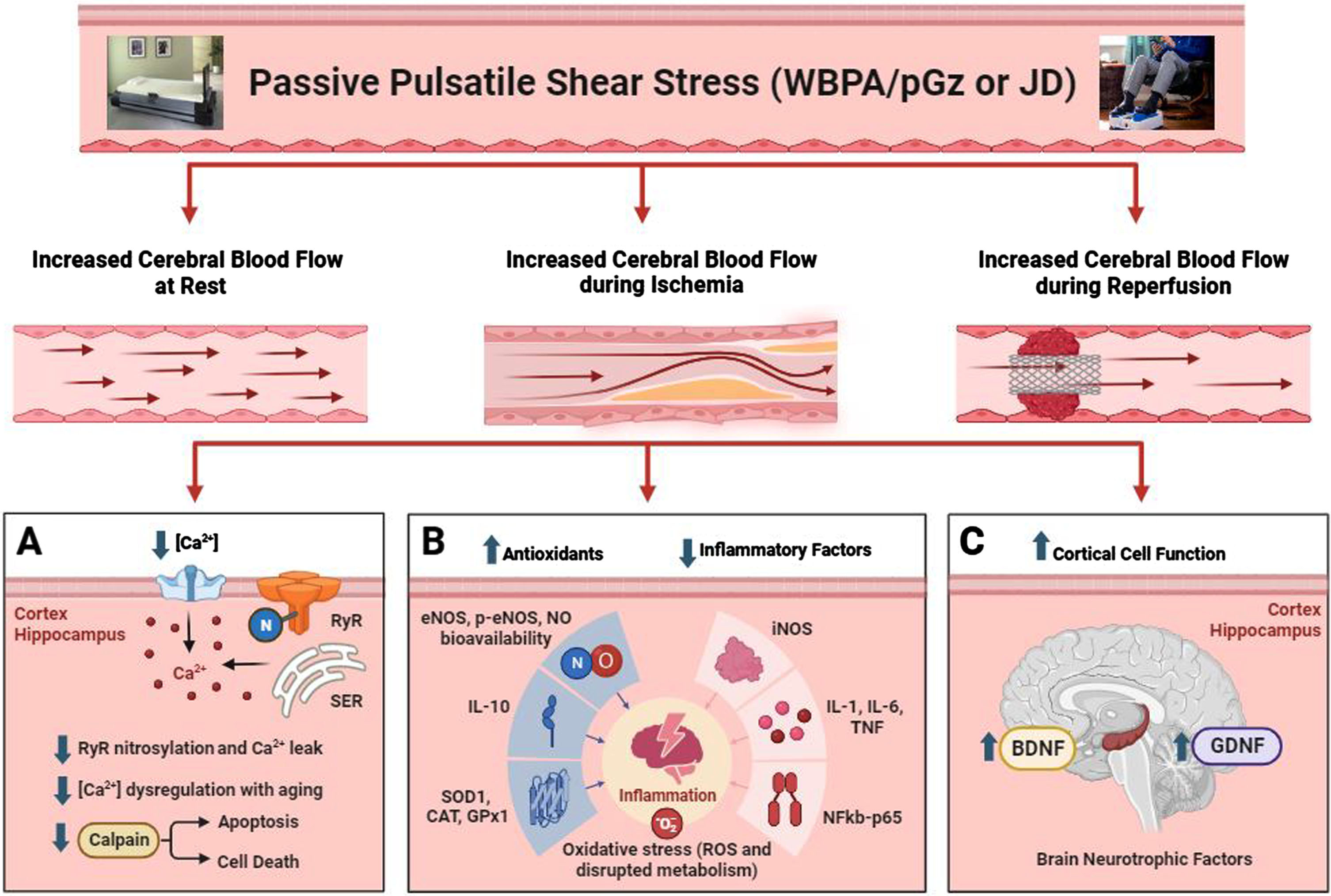 Mechanistic Summary of the Effects of Passive Pulsatile Shear Stress (WBPA/pGz or JD) in Alzheimer’s Disease. PPSS as produced by WBPA/pGz or JD, elicits a wide variety of hemodynamic and protein expression changes which include: increase regional cortical and microvascular blood flow at rest, during ischemia and during reperfusion; improved [Ca2+]i homeostasis and dysregulation, with a decrease in Ca2+ leak and RyR nitrosilation, a decrease in Ca2+ influx, and a decrease in Calpain (A); decrease in the inflammatory phenotype with decrease in pro-inflammatory cytokines (TNFα, NF-κβ-p65, IL-1β, IL-6) and increase in anti-inflammatory cytokine (IL-10); increase in protein expression of eNOS, p-eNOS; and antioxidants (GPX1, CAT, SOD); decrease in reactive oxygen species (ROS) production and increase NO bioavailability (B); increase in brain neurotrophins; BDNF and GDNF (C).