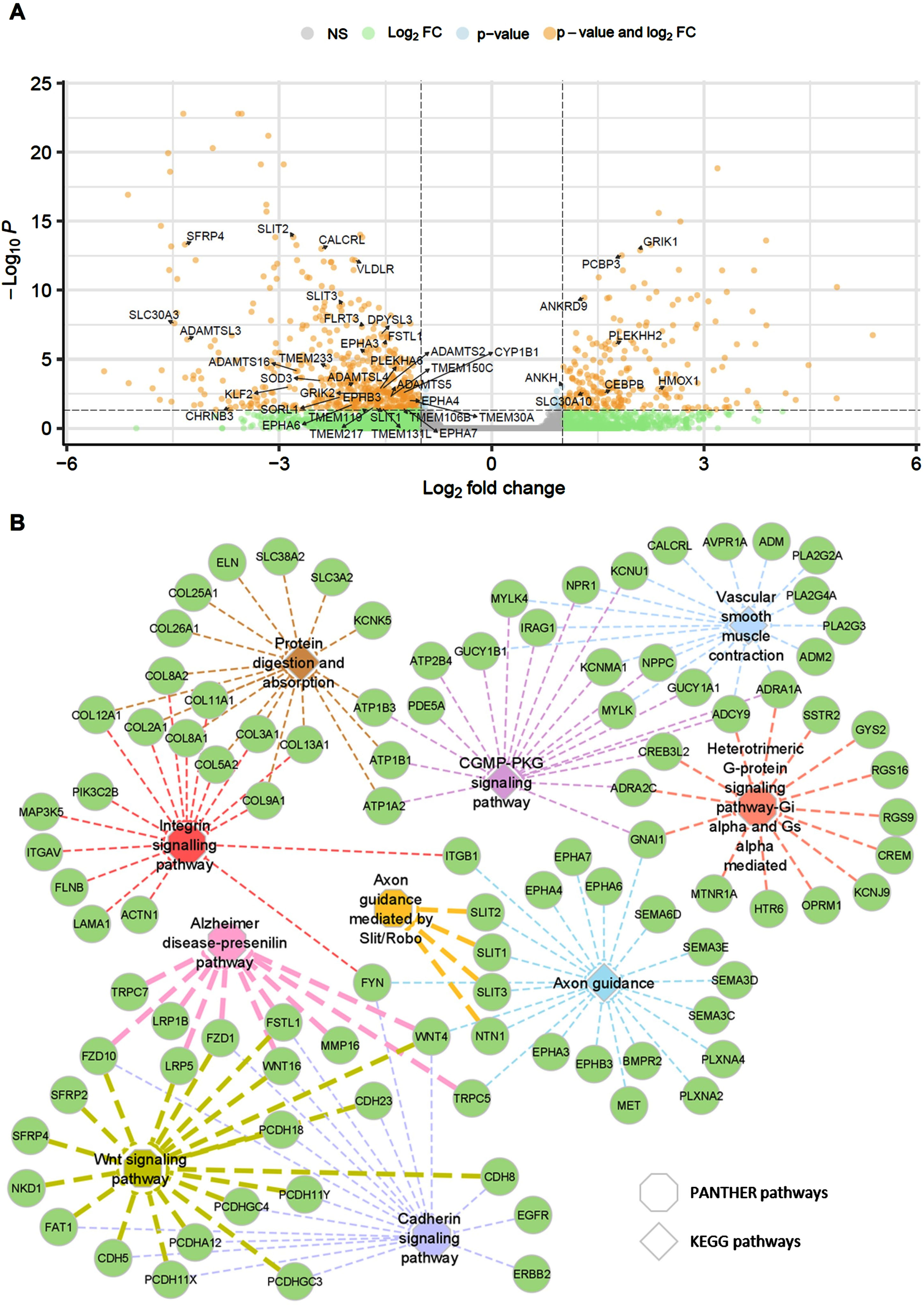 Transcriptome data analysis, regulation, and functional enrichments. Volcano plot depicting differentially expressed genes (DEGs) between DMSO and 100μM sildenafil treated group (A), Genes-pathways relationship network using Cytoscape. Edge width represent the enrichment FDR (false discovery rate) in the network (B). PANTHER pathways are shown using Octagons and KEGG pathways are marked through diamonds. NS, not significant; FC, fold change; cGMP-PKG, cyclic guanosine monophosphate-protein kinase G.
