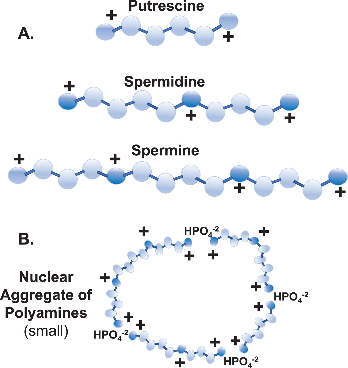 Polyamines. A) The main polyamines of concern in this discussion are putrescine, spermidine, and spermine. Their flexibility (all single bonds), high cationic charges at physiological pH (+2,+3,+4, respectively), and length (∼8 Å, ∼12 Å, ∼16 Å, respectively) give the polyamines unique characteristics beneficial in important interactions with larger anions, such as in folding of RNA transcripts, stabilizing chromatin, and modulating ion channels. (Darker spheres are nitrogen atoms, white spheres are carbon atoms, and hydrogens are not shown. Also, the acetylated forms of spermidine and spermine are not shown.) B) Depiction of a small nuclear aggregate of polyamines (NAP). Note that the NAP has an overall cationic charge which could associate it with anions (e.g., DNA). (Medium and large NAPs are not shown.) Putrescine (typically at only trace amounts) is a limiting factor in appearance of NAPs.