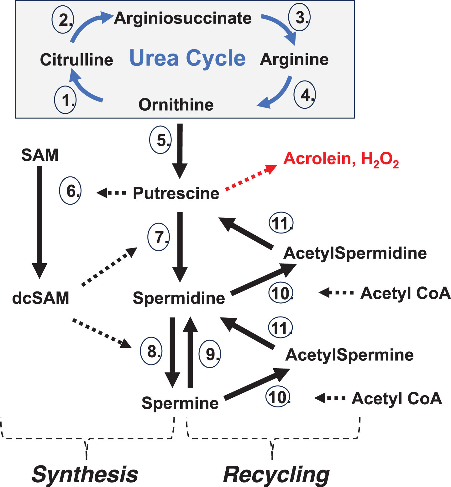 Polyamine Synthesis and Recycling. Synthesis: De novo polyamine synthesis begins with decarboxylation of ornithine (from the Urea Cycle) by ornithine decarboxylase (5.), which produces putrescine. Putrescine allosterically stimulates decarboxylation of S-adenosylmethionine (SAM) by SAM decarboxylase (6.) to create decarboxylated SAM (dcSAM). dcSAM then provides an aminopropyl group for the conversion of putrescine to spermidine by spermidine synthase (7.) and again for conversion of spermidine to spermine by spermine synthase (8.). ODC is tightly controlled with an ODC antizyme and rapid ODC RNA and protein turnover to control polyamine levels. Recycling: Further control of polyamine levels is exerted by acetylation of spermine and spermidine by spermidine/spermine N1 acetyltransferase (10.) using acetyl CoA and then polyamine oxidase (11.) converts the acetylated polyamine to the next lower form. Putrescine created by polyamine recycling can trigger further polyamine synthesis without using ODC since putrescine can allosterically stimulate AMD1 and serve as input to SRM. Spermine oxidase (9.) can provide rapid reduction of spermine levels. In addition, polyamine recycling can generate harmful hydrogen peroxide and acrolein. Enzymes:1. Ornithine Transcarbamylase (OTC); 2. Argininosuccinate Synthetase 1 (ASS1); 3. Argininosuccinate Lyase (ASL); 4. Arginase 1 (ARG1); 5. Ornithine Decarboxylase (ODC); 6. S-Adenosylmethionine Decarboxylase 1 (AMD1); 7. Spermidine Synthase (SRM); 8. Spermine Synthase (SMS); 9. Spermine Oxidase (SMOX); 10. Spermidine/Spermine N1 Acetyltransferase 1 (SAT1); 11. Polyamine Oxidase (PAO).