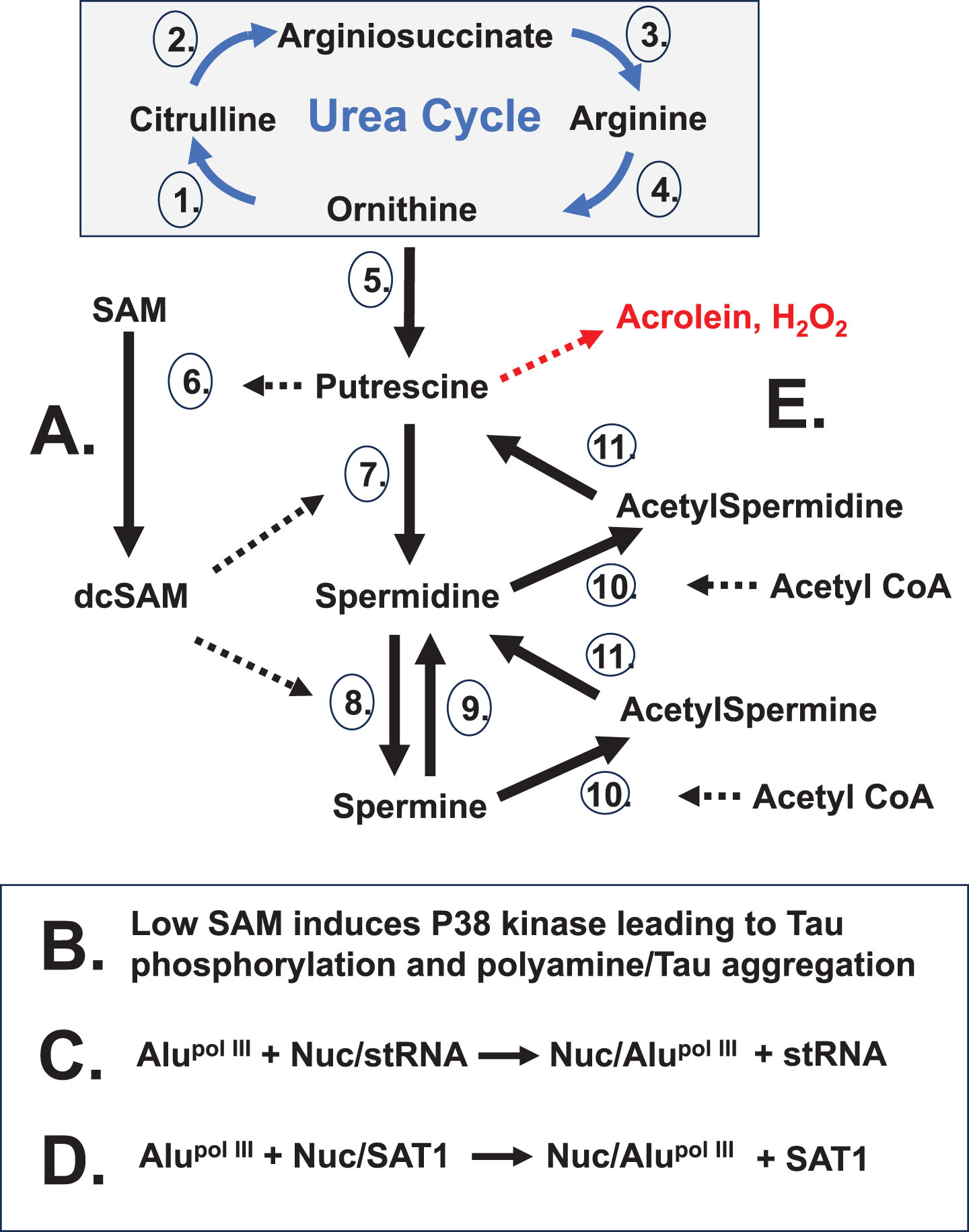 Stress Impact on Polyamines. Stress can lead to wasteful rounds of polyamine synthesis and recycling. A) Increased polyamine synthesis occurs from stress as the cell needs to increase nucleolar activity for recovery. B) Extensive polyamine synthesis reduces SAM which can trigger p38 kinase phosphorylation of tau. Subsequent abnormal release of nucleolar polyamines can aggregate phosphorylated tau. C) “Free” Alu transcribed by RNA pol III can compete with structural RNAs (stRNA) bound to nucleolin. This weakens the nucleolar heterochromatic shell. D) “Free” Alu transcripts can also compete nucleolin off sequestered SAT1 transcripts. The SAT1 protein can cause super induction of polyamine recycling that draws down acetyl-CoA, impacting acetylcholine levels, and creates putrescine which induces further polyamine synthesis. Also, there is potential creation of cytotoxic acrolein and hydrogen peroxide. Polyamine recycling by acetylation and oxidation works to reestablish polyamine levels as the cell recovers from stress. Enzymes:1. Ornithine Transcarbamylase (OTC);2. Argininosuccinate Synthetase 1 (ASS1); 3. Argininosuccinate Lyase (ASL);4. Arginase 1 (ARG1);5. Ornithine Decarboxylase (ODC); 6. S-Adenosylmethionine Decarboxylase 1 (AMD1);7. Spermidine Synthase (SRM); 8. Spermine Synthase (SMS);9. Spermine Oxidase (SMOX);10. Spermidine/Spermine N1 Acetyltransferase 1 (SAT1);11. Polyamine Oxidase (PAO).