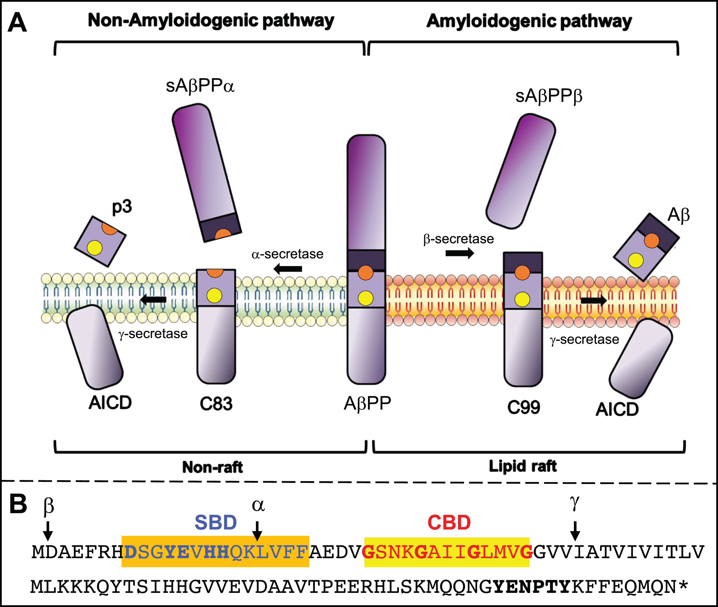 AβPP processing. A) Processing intermediates. Yellow dot, cholesterol-binding domain (CBD); orange dot, sphingolipid-binding domain (SBD). Adapted from [3], with permission (doi.org/10.1016/j.nbd.2020.105062). B) Human C99 sequence; important residues for SBD [149] and CBD (based on [117] and [118]) binding, and the YENPTY motif, in bold. Cleavage sites for α-, β-, and γ-secretase are indicated (arrows). See text for details.