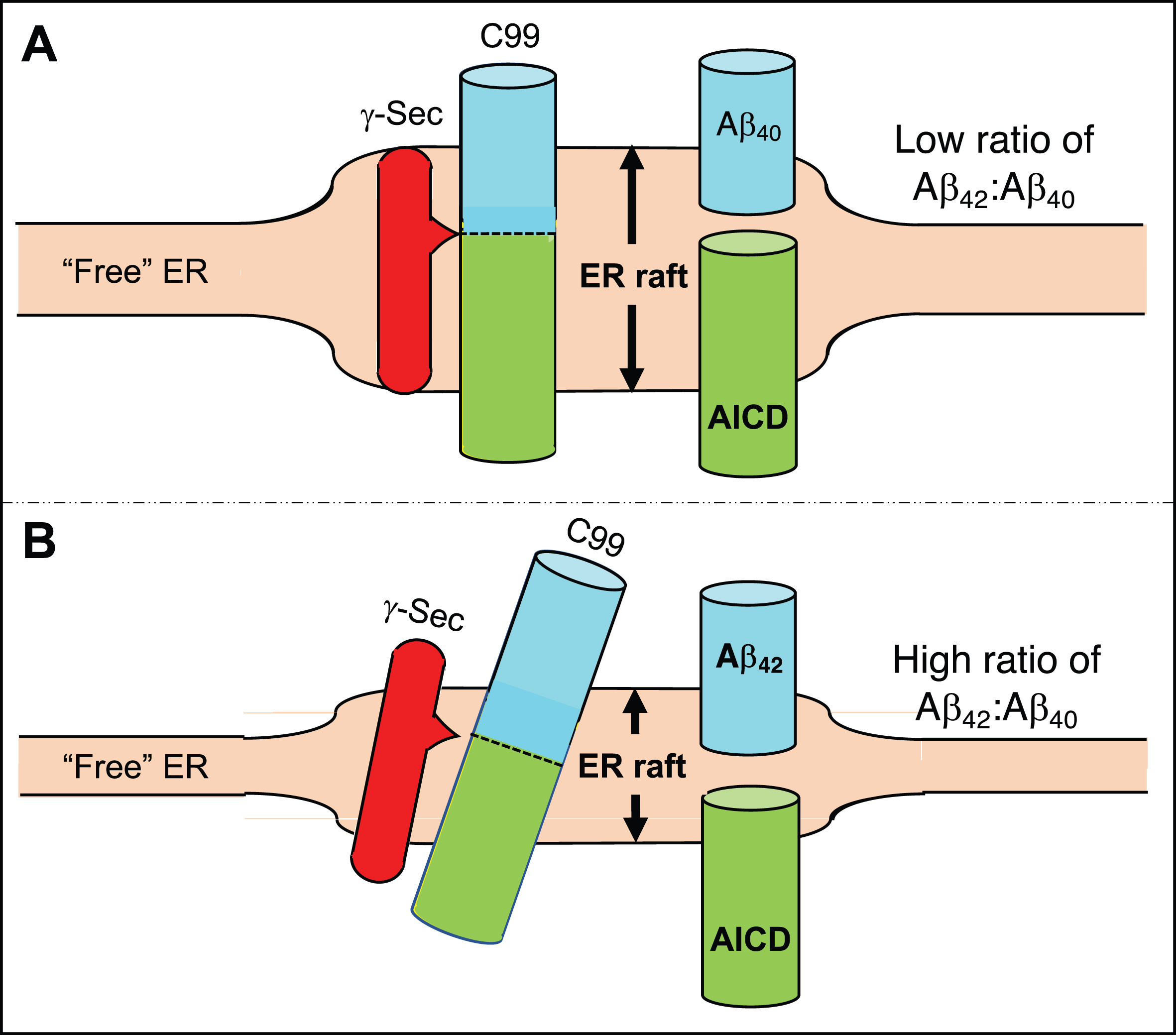 Generation of Aβ40 versus Aβ42. A) In the normal situation the γ-secretase complex aligns with C99 in the ER raft such that its initial cleavage favors a product line that generates Aβ40, and the Aβ42:Aβ40 ratio is relatively low. B) In AD, the ER raft is thinner than normal (shorter double-headed arrow) but is still thicker than the “free” ER. Hydrophobic matching of C99’s α-helical region within the thinner membrane causes it (and perhaps the γ-secretase complex as well) to tilt, resulting in the initial cleavage of C99 displaced by ∼2 amino acids, generating a higher Aβ42:Aβ40 ratio. See text for details.