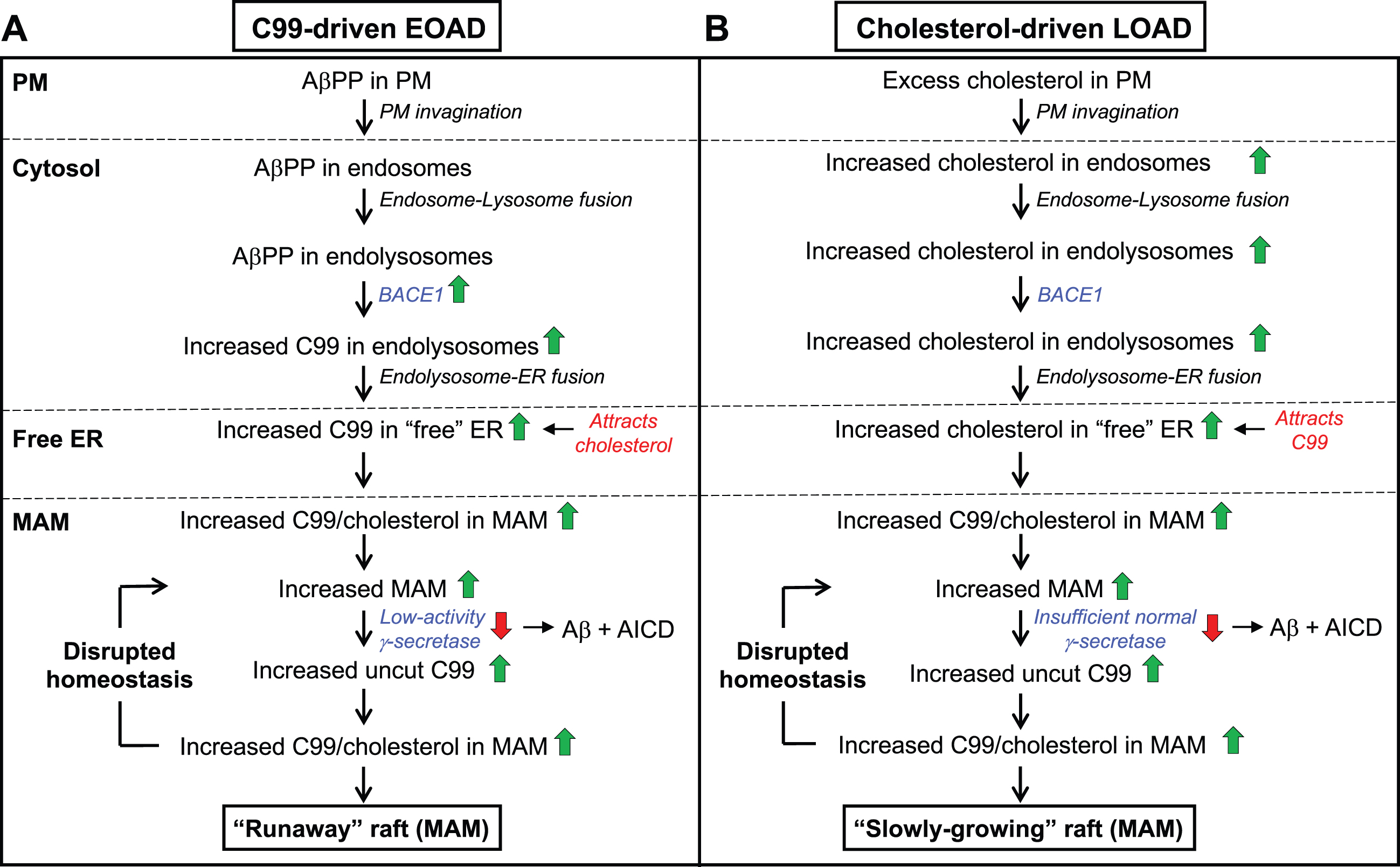 The C99-cholesterol axis in AD. In AD, cholesterol and AβPP enter the cell as in the normal situation (see Fig. 3). However, (A) in C99-driven early-onset AD (EOAD) - both FAD and those forms of SAD associated with underlying C99-related risk factors (see Table 1) - impaired γ-secretase activity is insufficient to cleave all of the MAM-localized C99, leaving “excess” uncut C99 to accumulate in the MAM raft above the “setpoint” level. The elevated uncut C99 attracts more cholesterol (and sphingomyelin), enlarging the raft that, in turn, attracts even more C99 that, too, is cleaved sub-optimally. In this way, MAM homeostasis is disrupted in a vicious cycle in which the raft grows inexorably and relatively rapidly (a “runaway” raft). B) In cholesterol-driven late-onset AD (LOAD) associated with underlying cholesterol-related risk factors (see Table 1), the raft also grows, but for a different reason: the accumulation of excess intracellular cholesterol binds to C99 and causes the raft to grow. Although γ-secretase is functioning relatively normally and efficiently, it is present in an amount insufficient to cleave all the C99 present in the MAM. The excess uncut C99 attracts more cholesterol, enlarging the raft while also generating yet more uncut C99, resulting in the same type of vicious cycle seen in EOAD, albeit in a more slowly-growing raft. Green/red arrows, increased/decreased levels. See text for details.