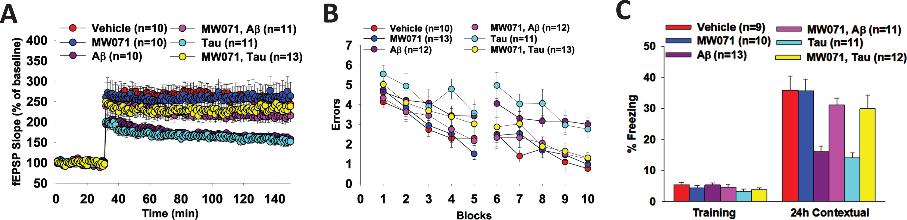 Efficacy of MW071 against Aβ- and tau-oligomer induced defects in LTP and memory. A) Perfusion with MW071 (10μM) rescues the LTP defect in hippocampal slices treated with 200 nM Aβ- or 50 nM tau-oligomers. MW071 alone did not affect potentiation. ANOVA for repeated measures between groups: F(1,19) = 27.85, p <  0.0001 vehicle versus Tau; F(1,18) = 24.74, p <  0.0001 vehicle versus Aβ; F(1,22) = 10.37, p = 0.0039 Tau versus Tau + MW071; F(1,19) = 7.222, p = 0.0146 Aβ versus Aβ+ MW071; (F(1, 18) = 0.0082, p = 0.93 vehicle versus MW071.Vehicle: N = 10 (5 males, 5 females), MW071: N = 10 (5 males, 5 females), Aβ: N = 10 (5 males, 5 females), Aβ+ MW071: N = 11 (5 males, 6 females), Tau: N = 11 (6 males, 5 females), Tau + MW071: N = 13 (7 males, 6 females). B, C) MW071 protects mice against the impairment of spatial (B) and associative memory (C) by infusion of 200 nM Aβ- or 500 nM tau-oligomers into dorsal hippocampi bilaterally, while MW071 alone does not affect performance. RAWM: ANOVA for repeated measures among all (day 2): F(5,65) = 6.158, p <  0.0001. One-way ANOVA for block 10: F(5,65) = 8.552, p <  0.0001; Bonferroni’s p <  0.0001 vehicle versus Aβ; p = 0.0006 vehicle versus Tau; p = 0.0013 Aβ versus Aβ + MW071; p = 0.0108 Tau versus Tau + MW071 and p = 1 vehicle versus MW071. Vehicle: N = 10 (5 males, 5 females), MW071: N = 13 (6 males, 7 females), Aβ: N = 12 (6 males, 6 females), Aβ+ MW071: N = 12 (6 males, 6 females), Tau: N = 11 (5 males, 6 females), Tau+ MW071: N = 13 (7males, 6 females). Fear conditioning: Baseline: One-way ANOVA F(5,60) = 1.217, p = 0.3122, 24 h Contextual: One-way ANOVA F(5,60) = 9.391, p <  0.0001; Bonferroni p = 0.0002 vehicle versus Aβ; p <  0.0001 vehicle versus Tau; p = 0.0043 Aβ versus Aβ+ MW071; p = 0.028 Tau versus Tau + MW071; p = 1 vehicle versus MW071. Vehicle: N = 9 (5 males, 4 females), MW071: N = 10 (5 males, 5 females), Aβ: N = 13 (7 males, 6 females), Aβ+ MW071: N = 11 (6 males, 5 females), Tau: N = 11 (5 males, 6 females), Tau+ MW071: N = 12 (6 males, 6 females).