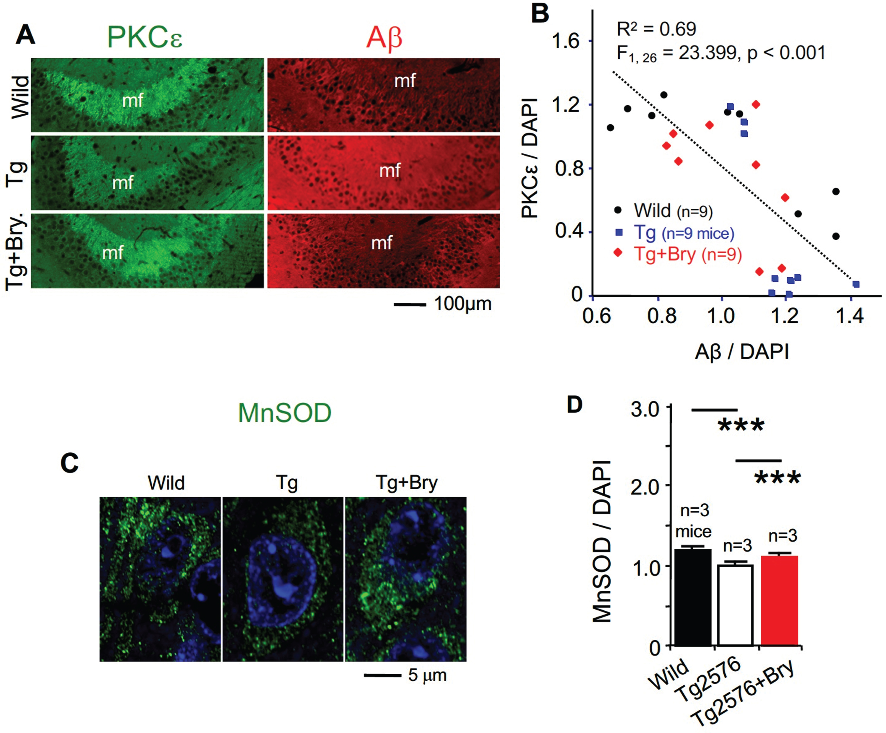 An inverse correlation between PKCɛ and Aβ and effect of PKCɛ activation on MnSOD level in hippocampal neurons from Tg2576 transgenic AD mice. Tg2576 (Tg) and wild-type (Wild) control mice at 8 weeks of age were treated with or without the PKCɛ activator bryostatin (Bry, 30μg/kg, ip, 2 times per week) for a 12-week period. (A) Immunohistochemistry and confocal microscopy demonstrated (B) an inverse correlation between Aβ and PKCɛ in mossy fibers. Data are represented as mean, n = 9 mice per condition and 3–4 measurements per mouse (C) Immunohistochemistry showed that (D) the reduction of MnSOD was prevented with bryostatin 1 in the cell bodies of the CA1 hippocampal pyramidal neurons. Data are represented as mean±SEM, n = 3 mice (59–70 neurons per mouse). Data were divided by DAPI (4’,6-diamidino-2-phenylindole) staining, ***p < 0.005; one-way ANOVA, post hoc Tukey’s multiple comparison test.