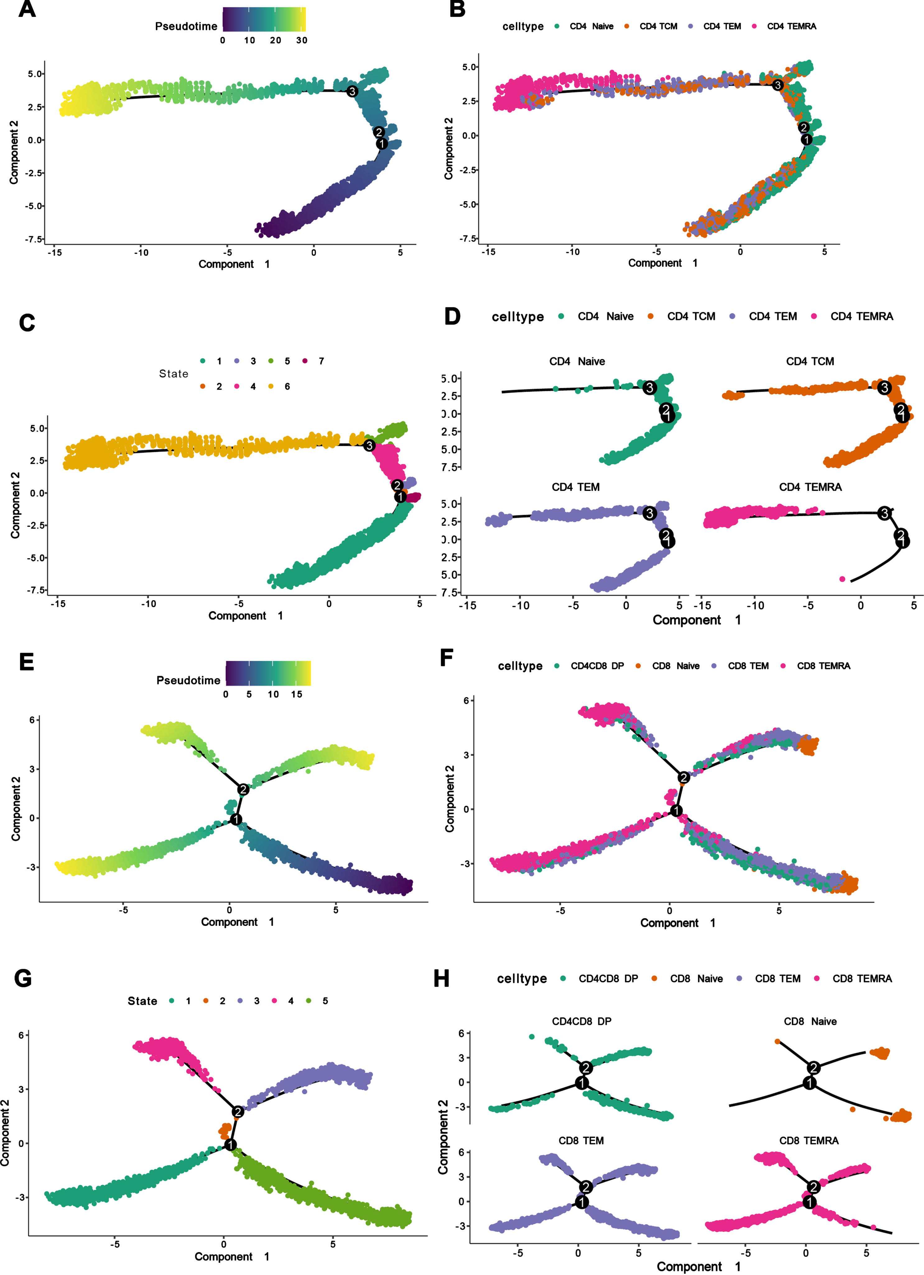 Pseudo-time analysis and single cell tractor analysis of the subpopulations of CD4+ T cells and CD8+ T cell. A) Pseudo-time and single cell trajectory analysis by Monocle. CD4+ Naïve T cells were defined as the initial state of T cells, so the pseudo-time sequence here represented the developmental sequence of cells, and the more yellow colored area represented the higher degree of differentiation. B) CD4+ T cell differentiation trajectory graph, corresponding to the pseudo-time graph, showing the differentiation trajectories of different CD4+ T cell subpopulations. C) Monocle proposed temporal state diagram, corresponding to the pseudo-time graph, each color represented a different differentiation state. D) CD4+ T cell differentiation trajectory graph, which separated CD4+ T cells by cell subpopulation to show the differentiation trajectories of different cell subpopulations. E) Pseudo-time and single cell trajectory analysis by Monocle. CD8+ Naïve T cells were defined as the initial state of T cells, so the pseudo-time sequence here represented the developmental order of cells, and the more yellow colored area represents the higher differentiation degree. F) CD8+ T cell differentiation trajectory graph, corresponding to the pseudo-time graph, showing the differentiation trajectories of different CD8+ T cell subpopulations. G) Monocle proposed temporal state graph, corresponding to the pseudo-temporal graph, each color represented a different differentiation state. H) CD8+ T cell differentiation trajectory map, which separated CD8+ T cells by cell subpopulation to show the differentiation trajectories of different cell subpopulations.