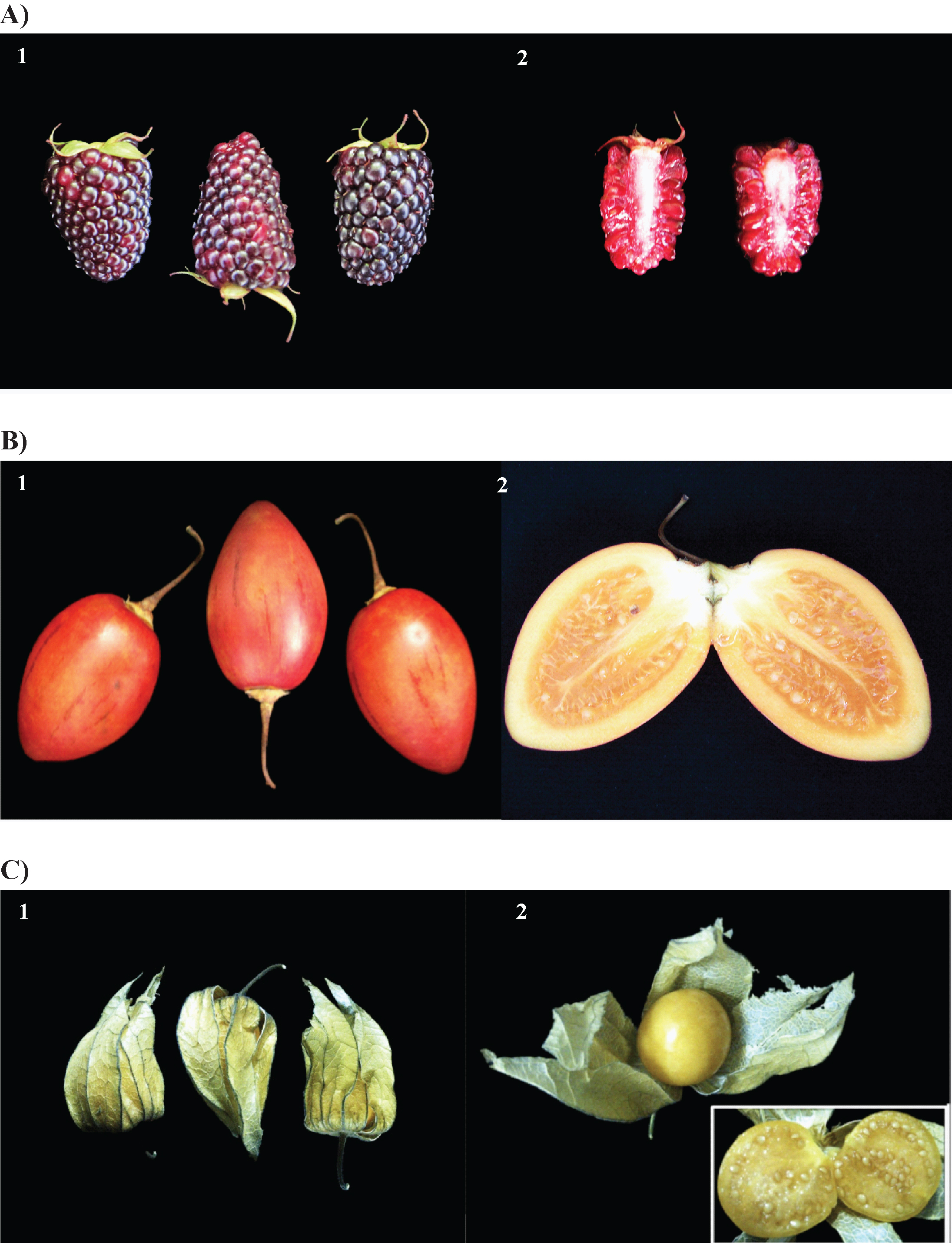 Whole (1) and halved (2) Rubus glaucus (A), Solanum betaceum (B) and Physalis peruviana (C) fruits.