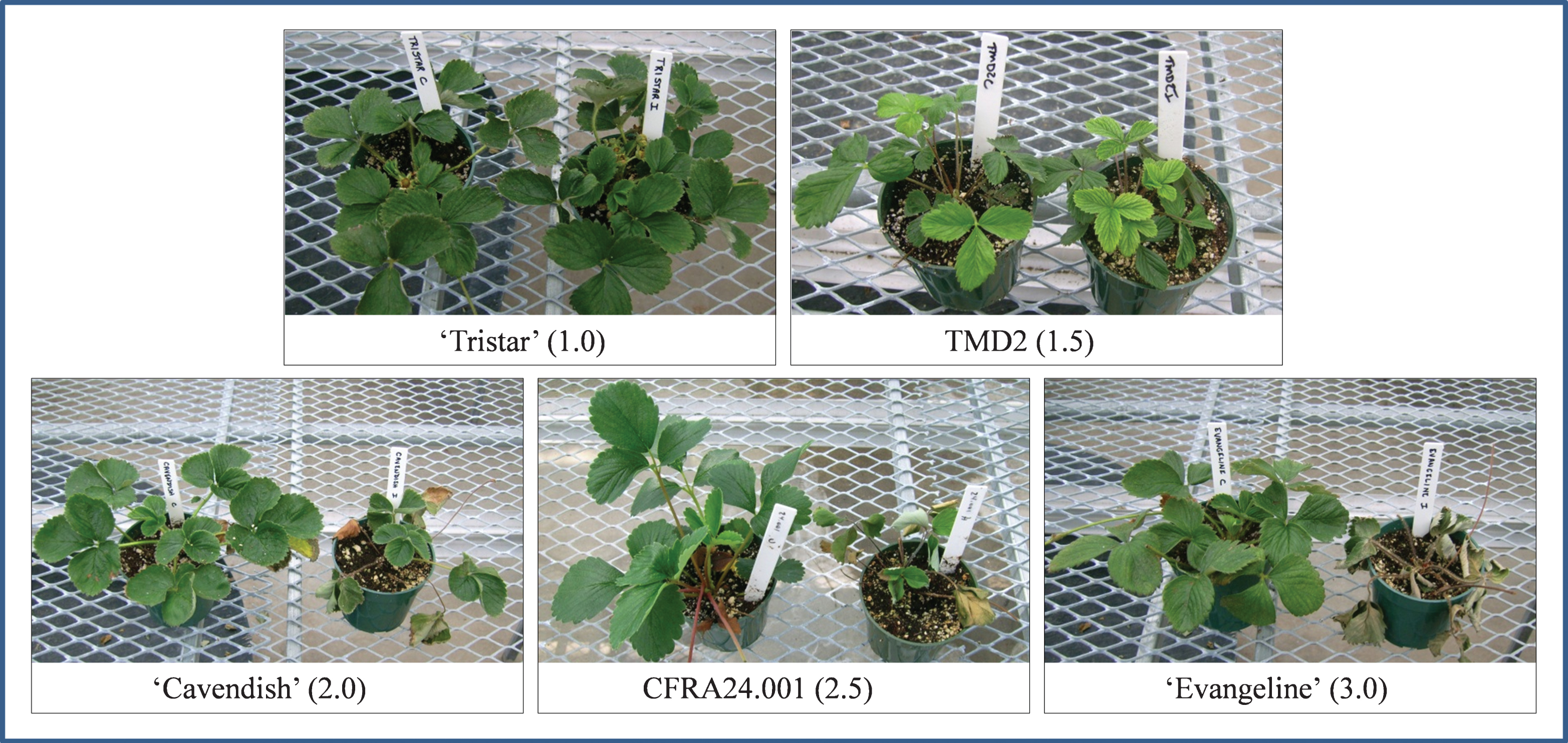 Disease ratings and examples of their respective verticillium wilt phenotypes. Within each panel, a control plant is shown on the left, and an inoculated plant of the same variety is shown on the right along with its disease rating (number in black box).