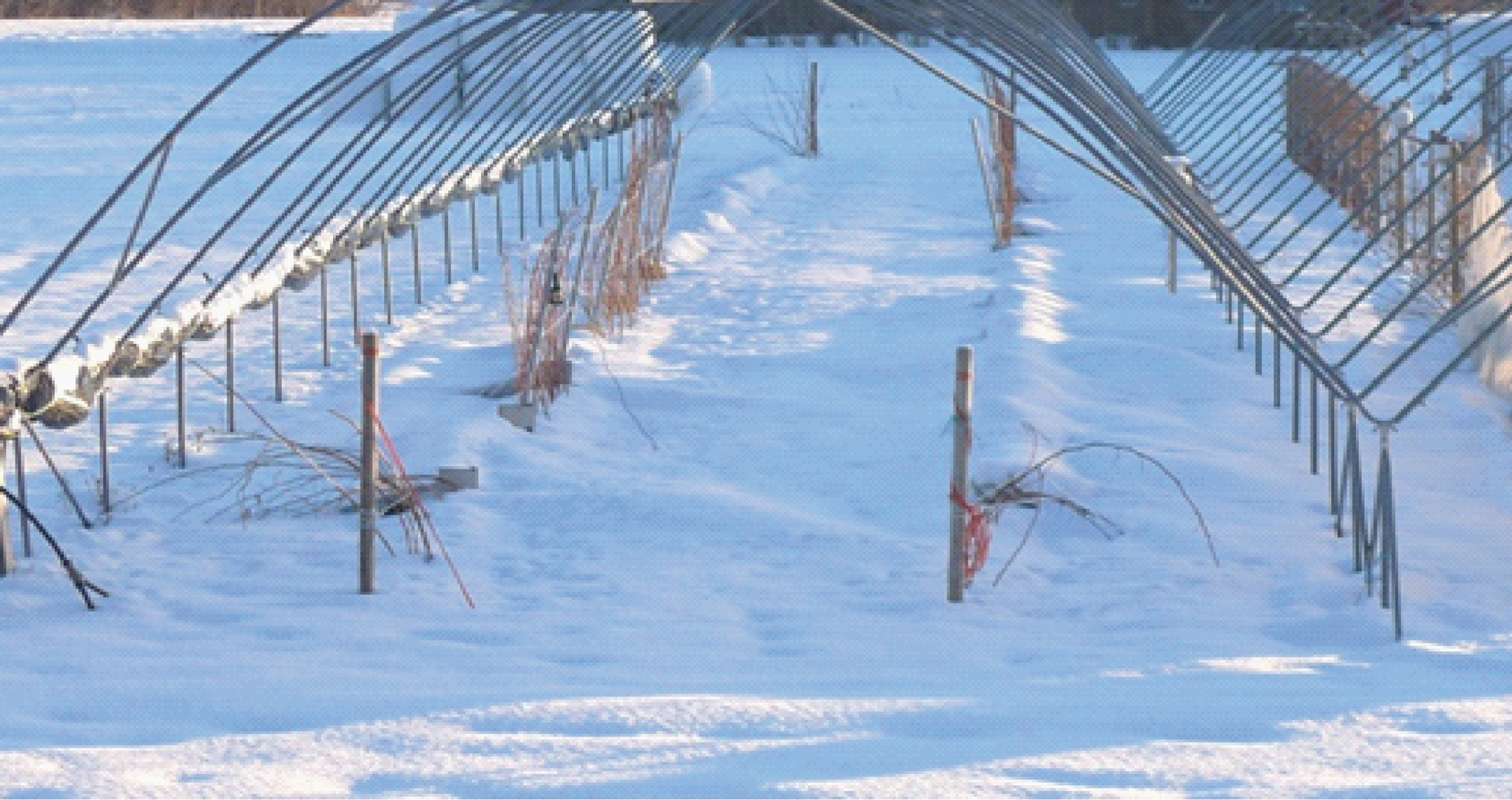 The experimental field in winter with canes in bent plots covered with snow and canes in control plots in upright orientation.
