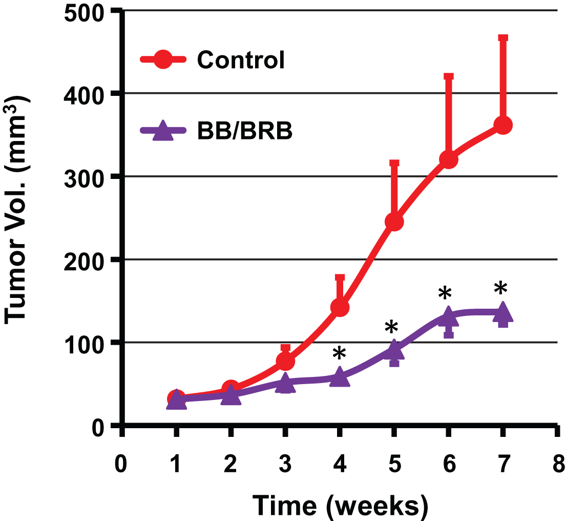 Antitumor activity of a diet supplemented with both blueberry (BB) and black raspberry (BRB) against lung cancer tumor xenograft in nude mice. Animals were inoculated with human lung cancer A549 cells (2.5×106 cells) and tumor volume was measured weekly. Mice (n = 8) were fed either a control powder diet (AIN 93M) or diets supplemented with BB powder (5%) and BRB powder (2.5%) until the end of the study (7 weeks). p value <0.05 was considered significant (two-tailed Student’s t test).