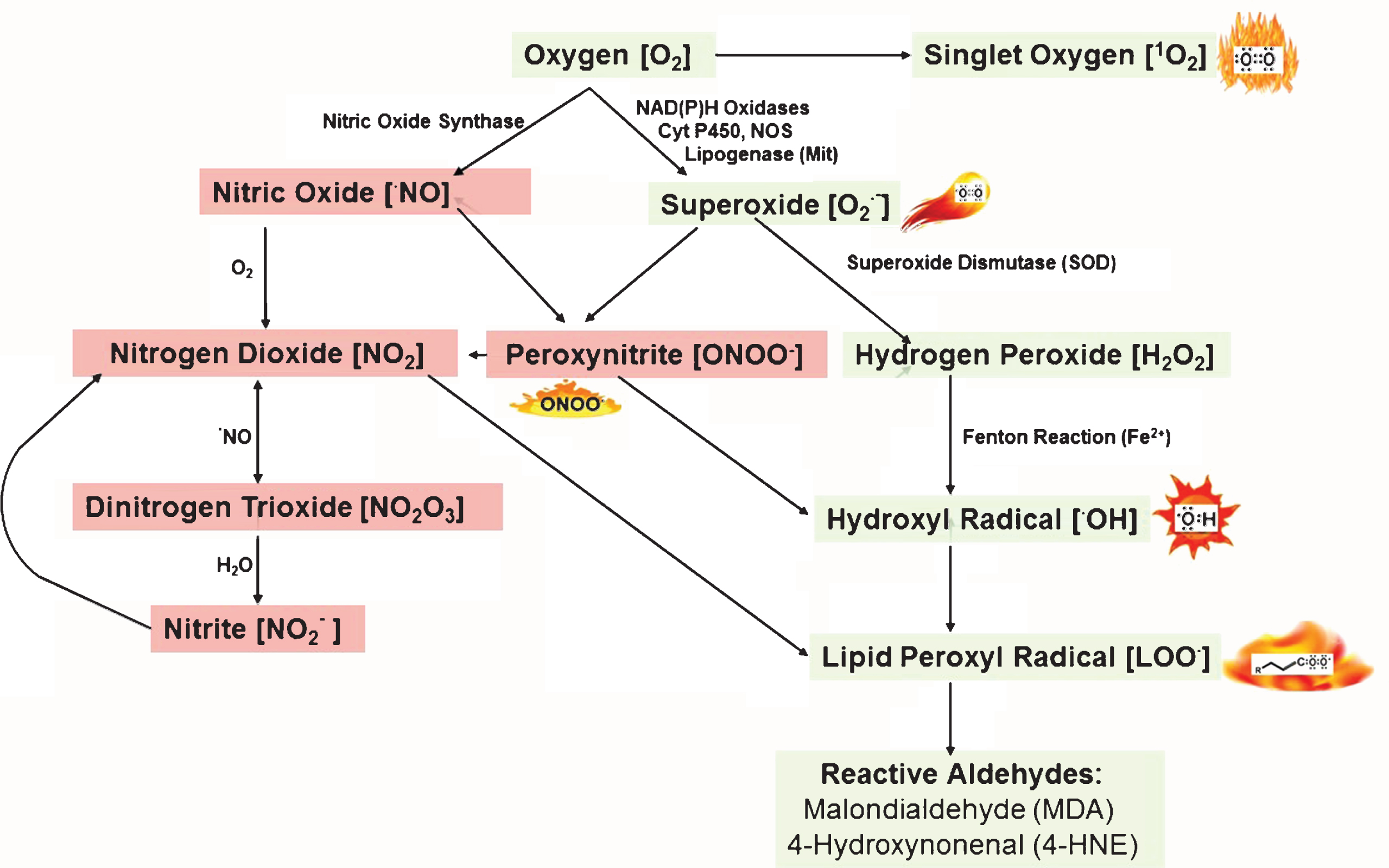 Reactive oxygen and nitrogen species: Generation and their reactions. Adapted from Kalyanaraman, 2013 [28] and Yan et al. [38].