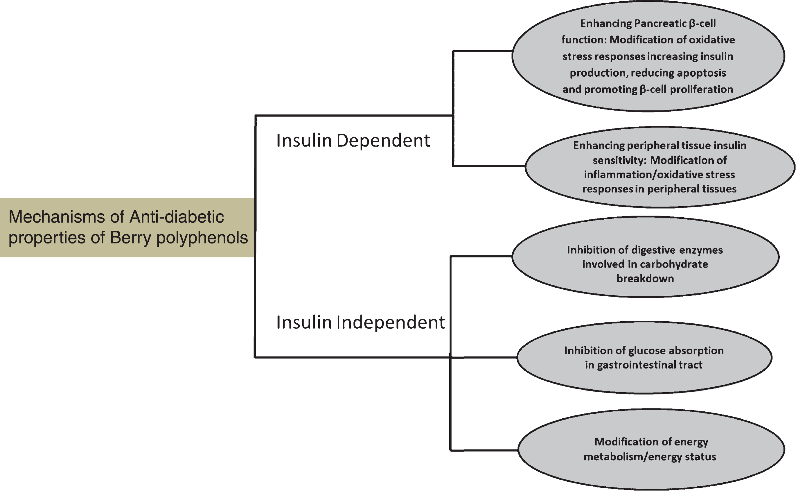 Berry polyphenols exert anti-diabetic effects by several interrelated mechanisms through insulin dependent and insulin independent mechanism.