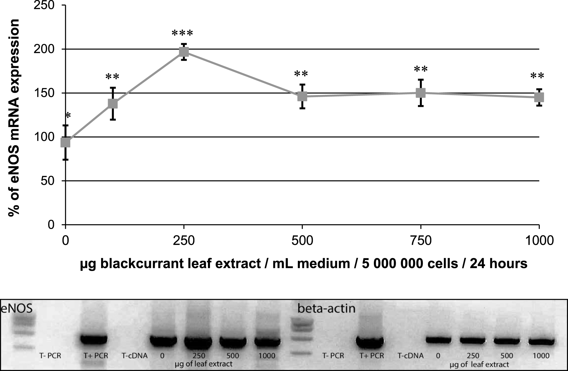 Effect of blackcurrant leaf extracts on eNOS mRNA expression in human endothelial EAHy926 cells (5×106 cells) after a 24 h of incubation period with various concentrations of the extracts (0 to 1 mg/mL). The results are expressed in % of expression and were normalized to β-actin mRNA expression taken as 100%. Data are shown as means±SD (n = 3). Significant differences at p < 0.05 are indicated by different numbers of *. Representative agarose gel showing the effect of 0, 250, 500 and 1000μg/mL of leaf extract on the expression level of eNOS and β-actin.